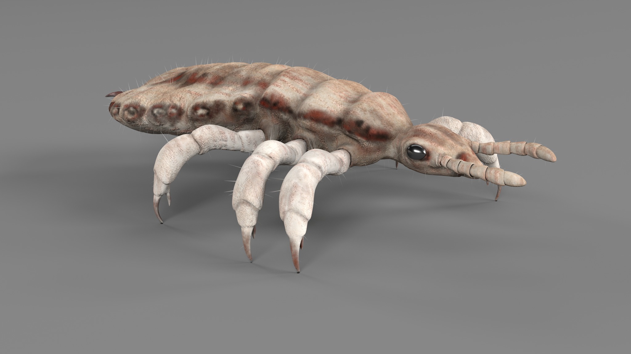 PHOTOREALISTIC ANIMATED LICE 3D model_71