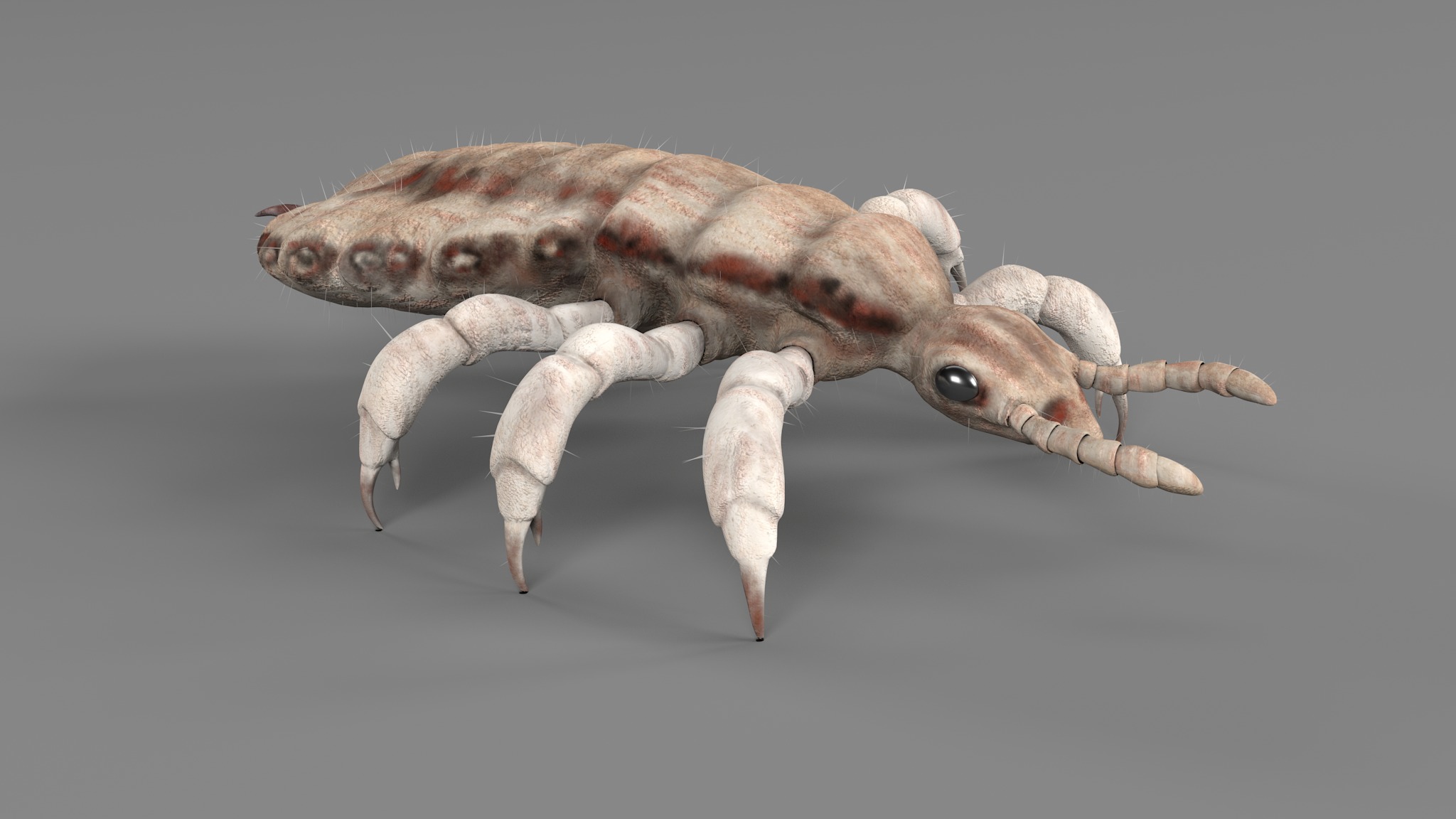 PHOTOREALISTIC ANIMATED LICE 3D model_110