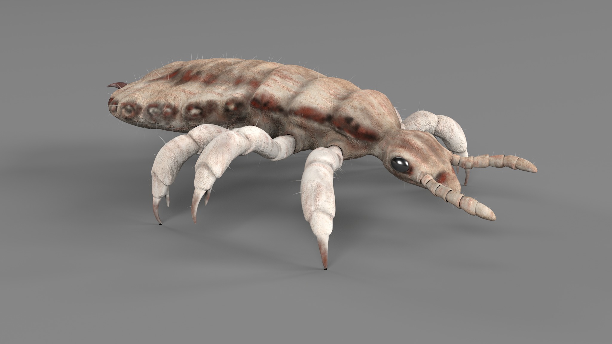 PHOTOREALISTIC ANIMATED LICE 3D model_91