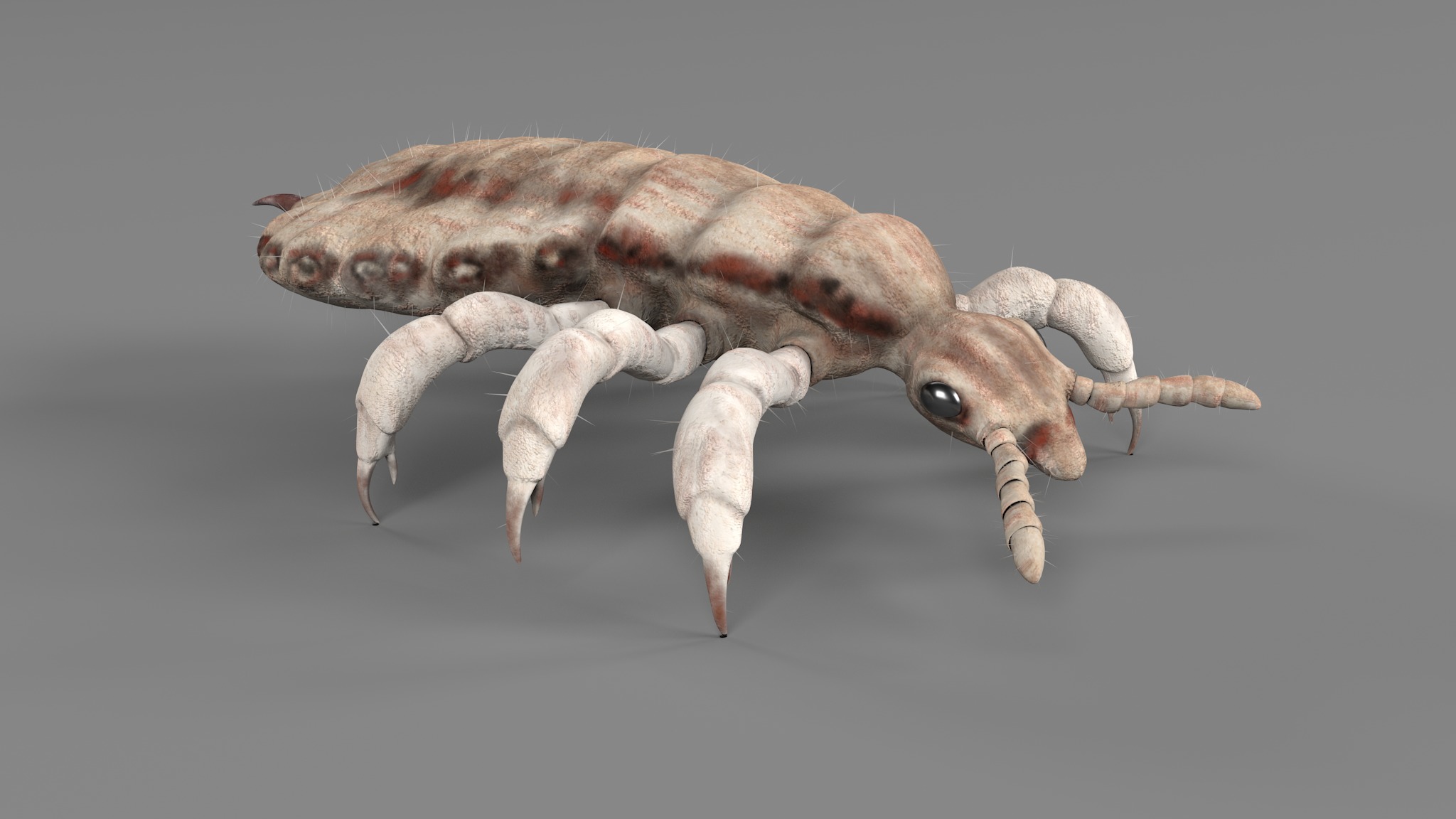 PHOTOREALISTIC ANIMATED LICE 3D model_85