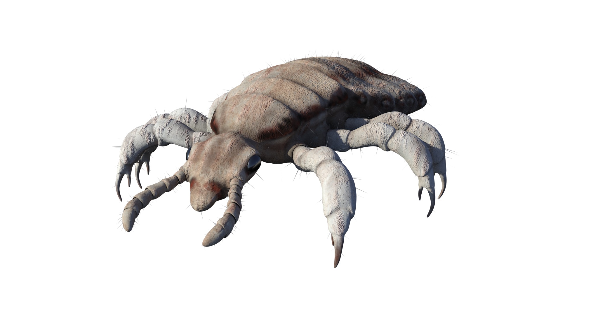 PHOTOREALISTIC ANIMATED LICE 3D model_26