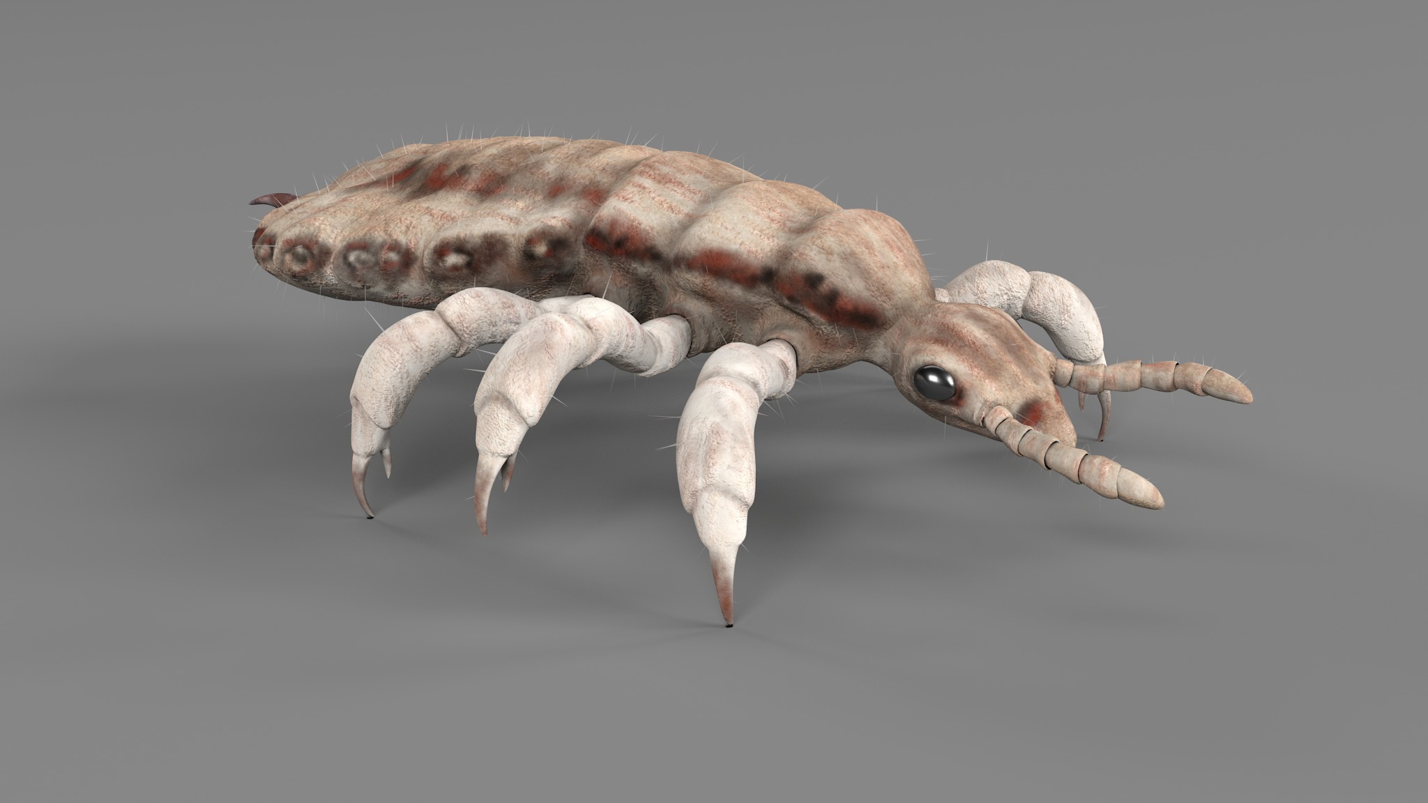 PHOTOREALISTIC ANIMATED LICE 3D model_95