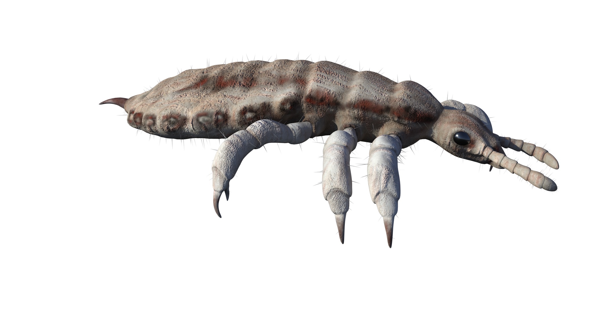 PHOTOREALISTIC ANIMATED LICE 3D model_9