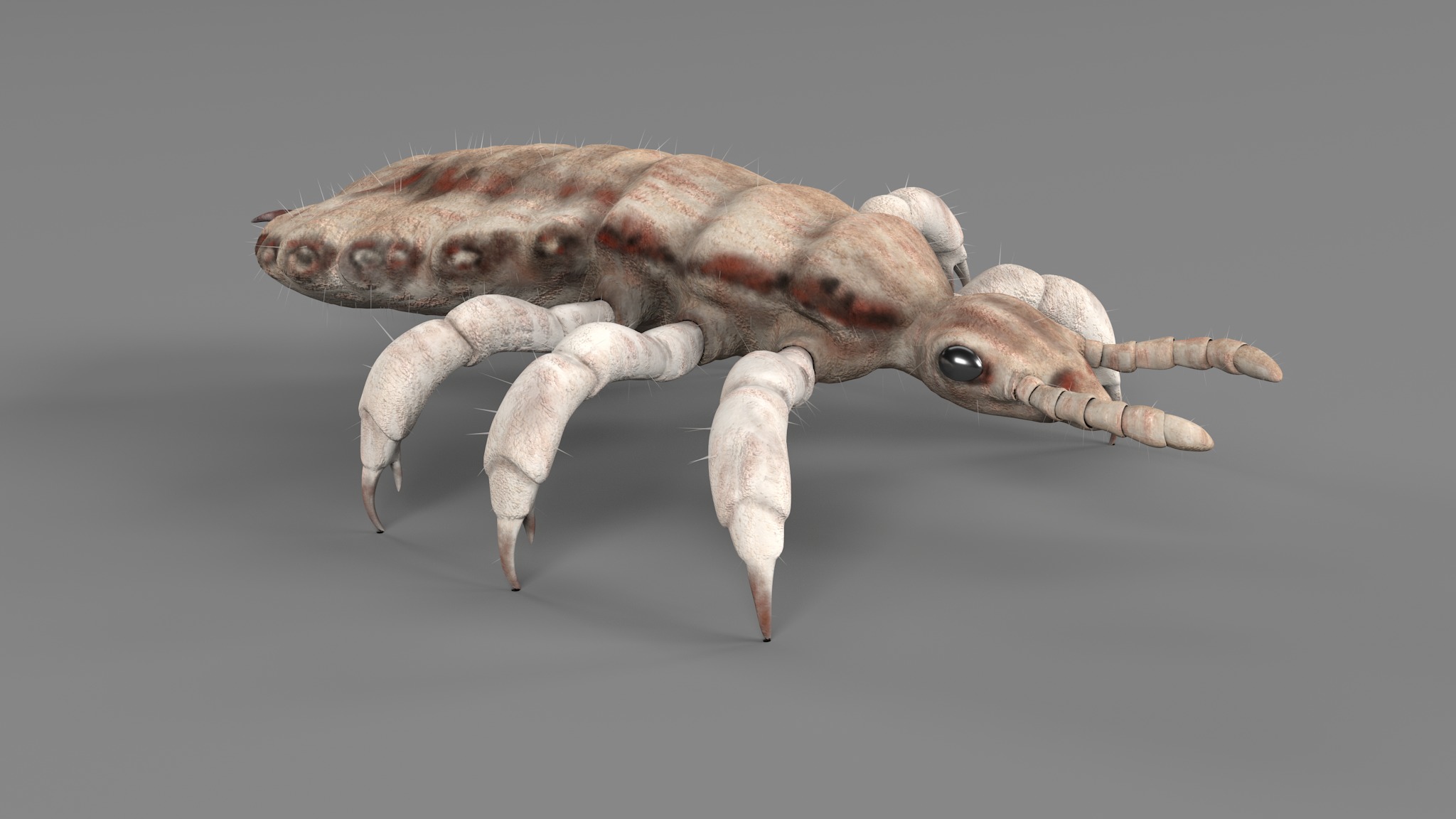 PHOTOREALISTIC ANIMATED LICE 3D model_98