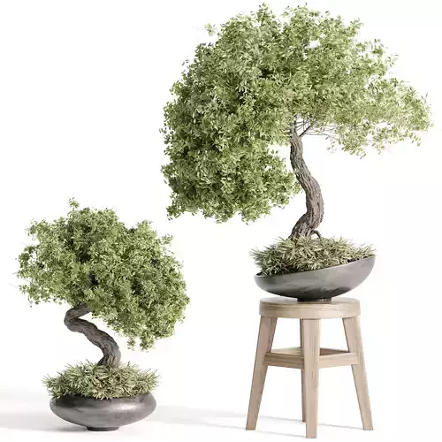 indoor plant Set Bonsai 127 Low-poly 3D model