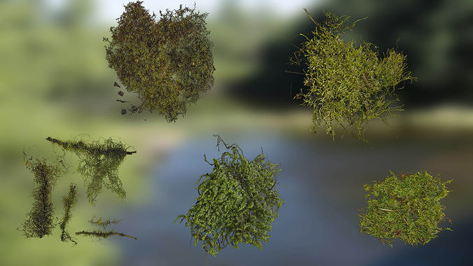 4K Bryophytes Textures Pack Texture