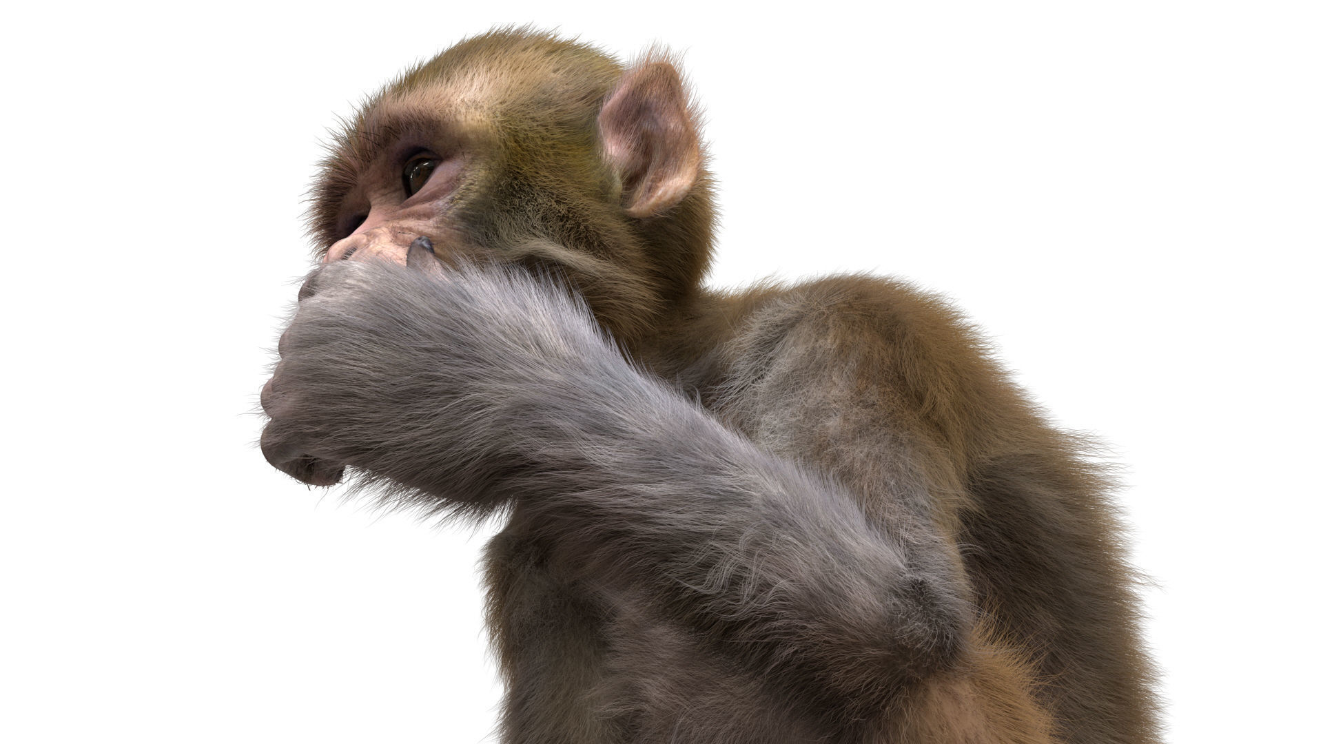 Realistic Monkey Fur Rigged 3D model_11