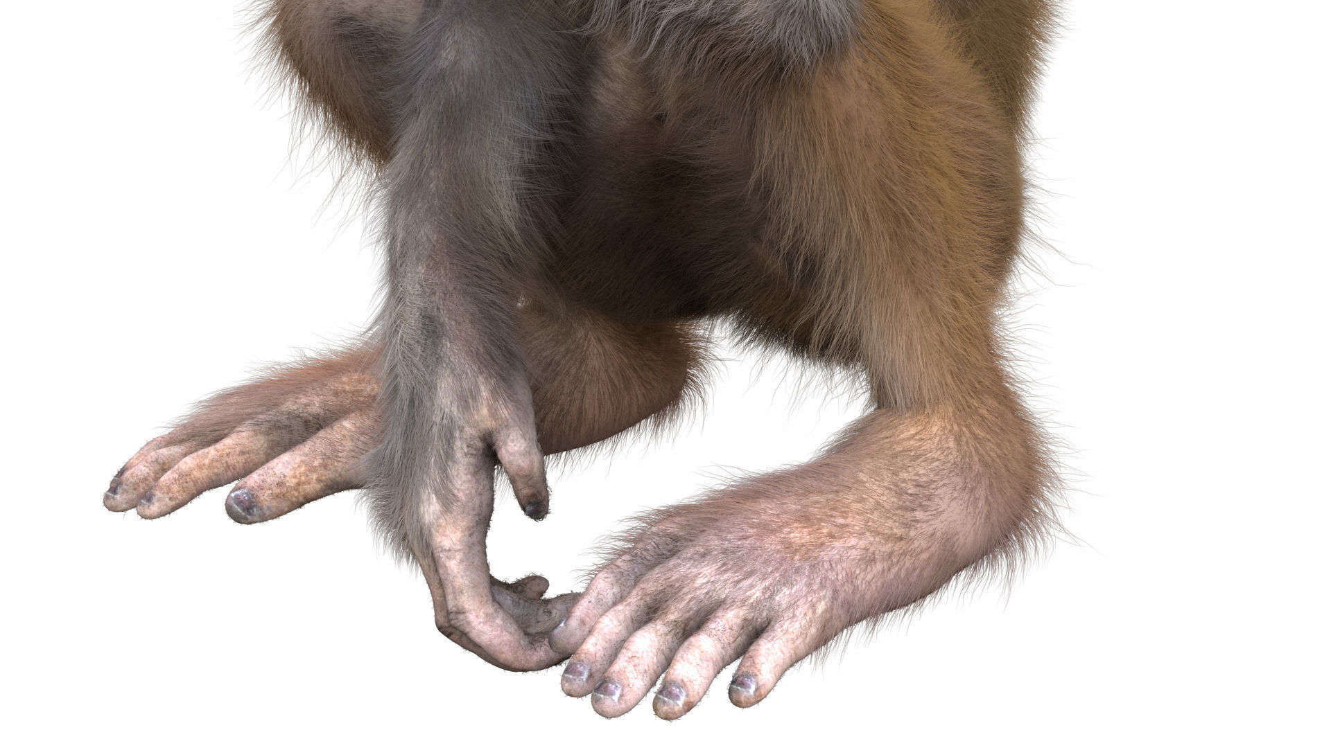 Realistic Monkey Fur Rigged 3D model_13