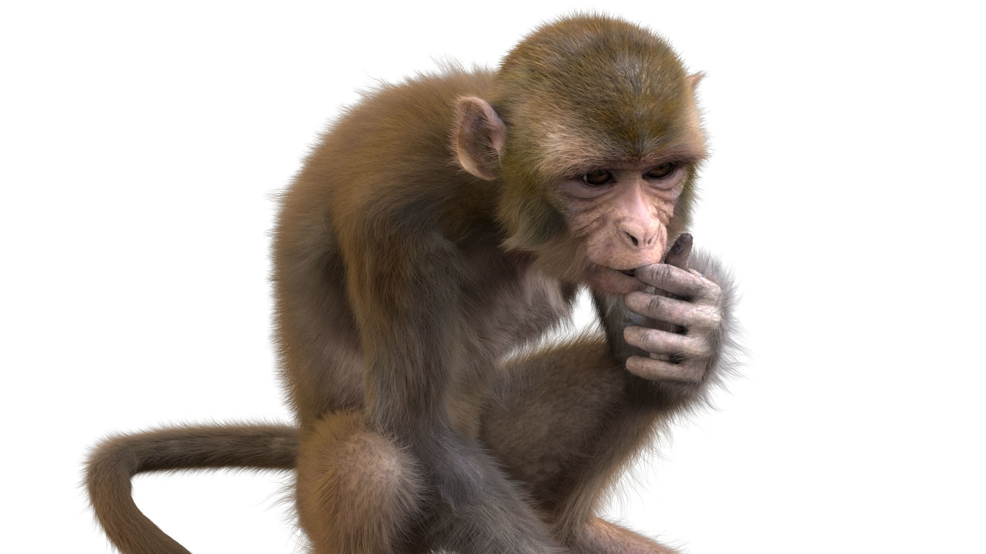 Realistic Monkey Fur Rigged 3D model_4
