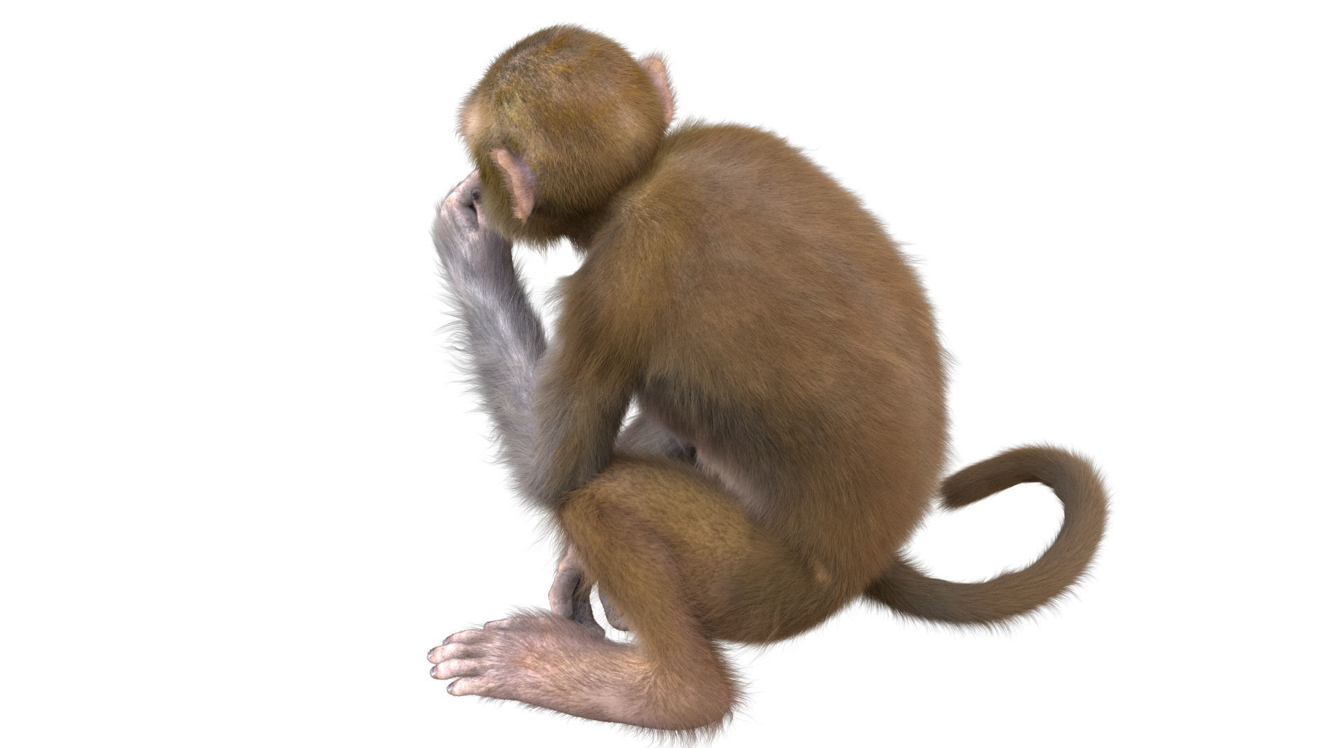 Realistic Monkey Fur Rigged 3D model_18