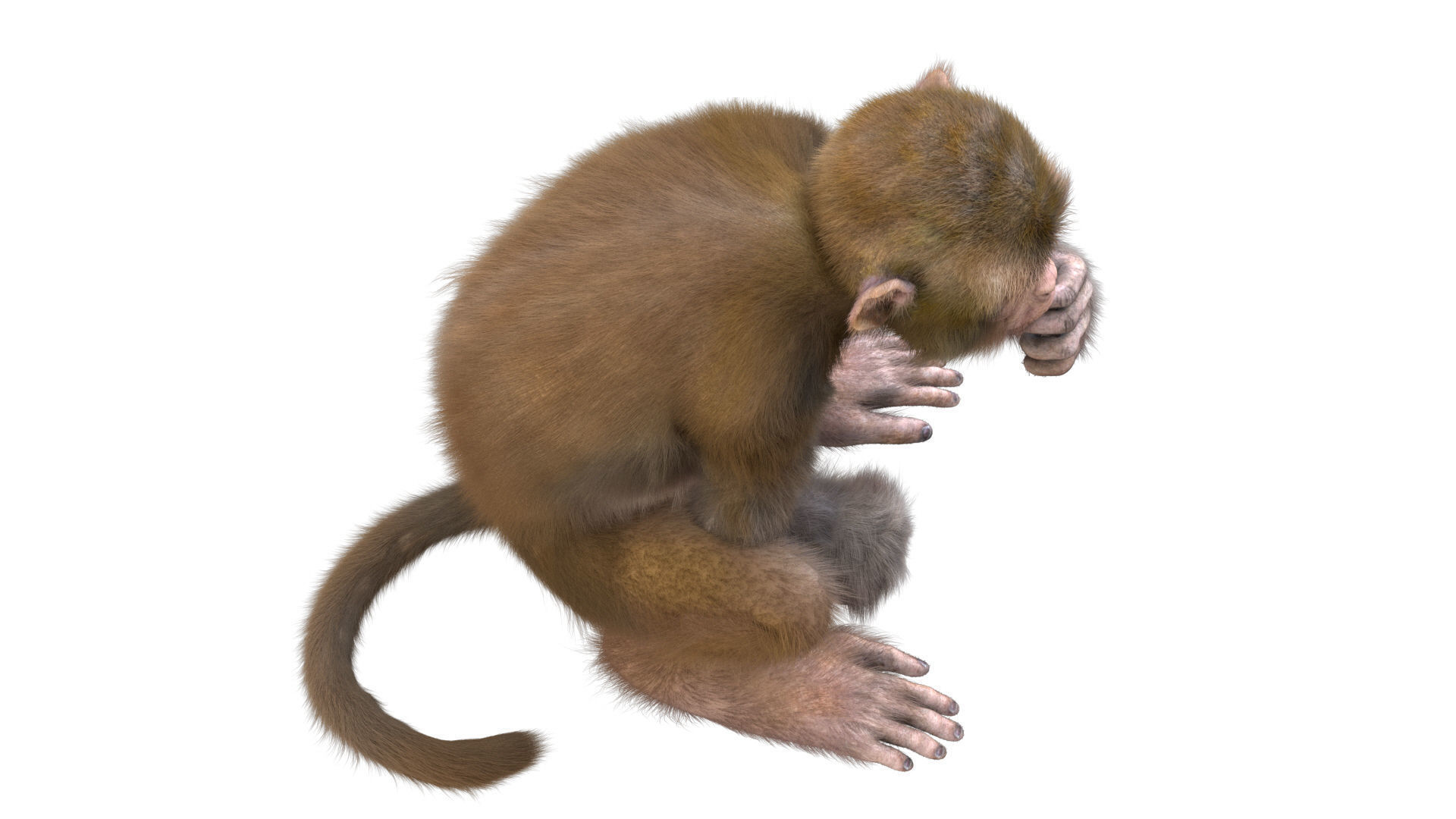 Realistic Monkey Fur Rigged 3D model_17