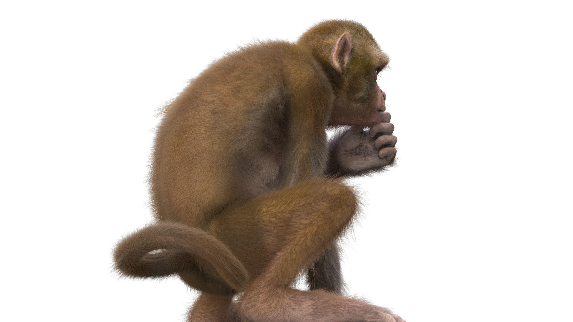 Realistic Monkey Fur Rigged 3D model_7