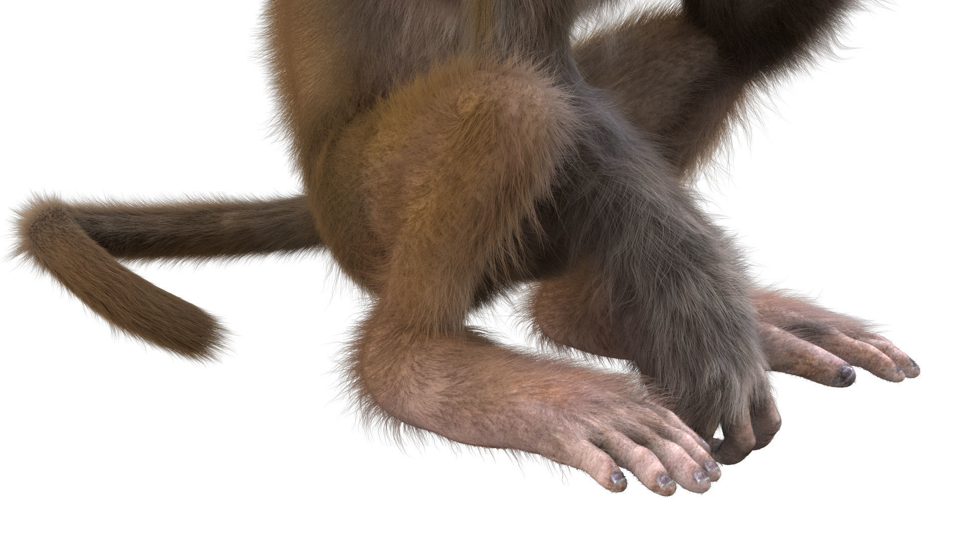 Realistic Monkey Fur Rigged 3D model_12