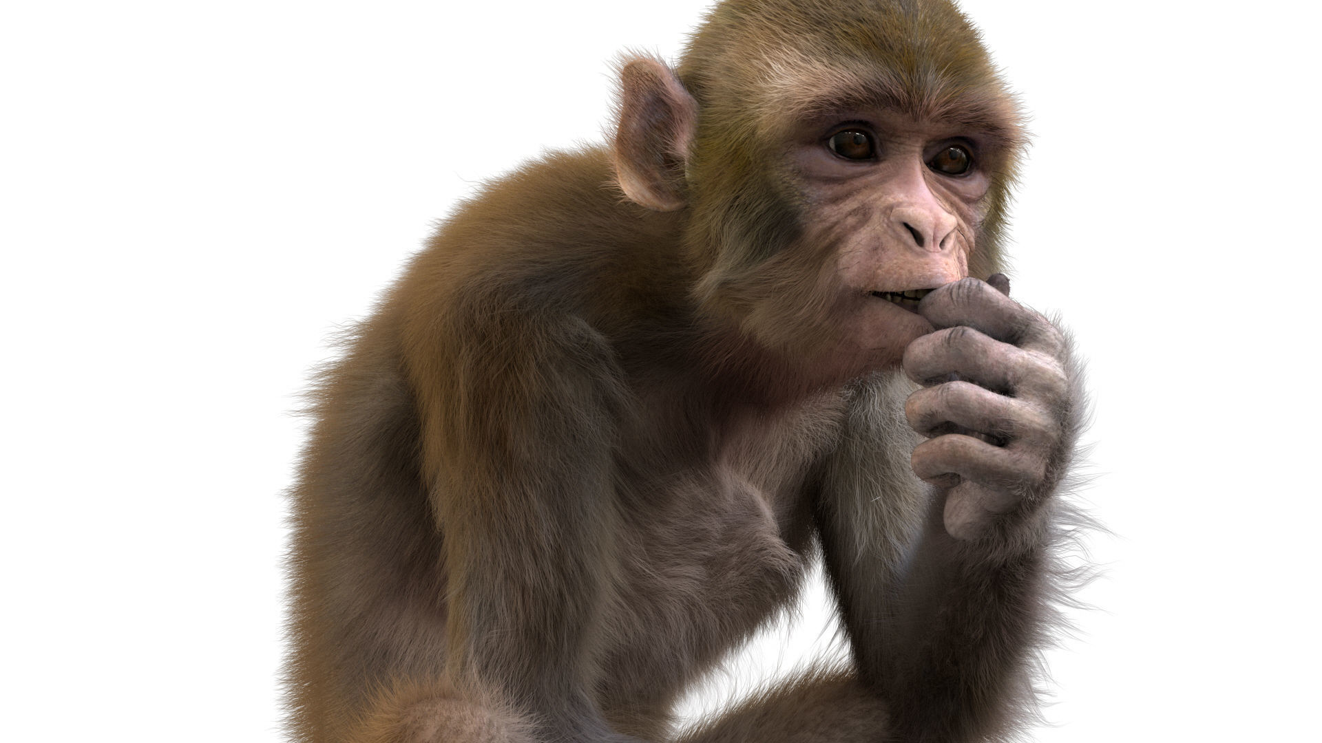 Realistic Monkey Fur Rigged 3D model_3