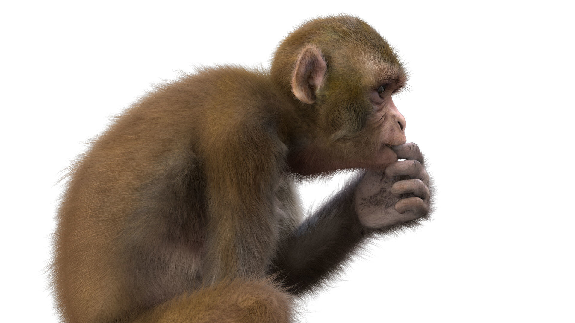 Realistic Monkey Fur Rigged 3D model_6