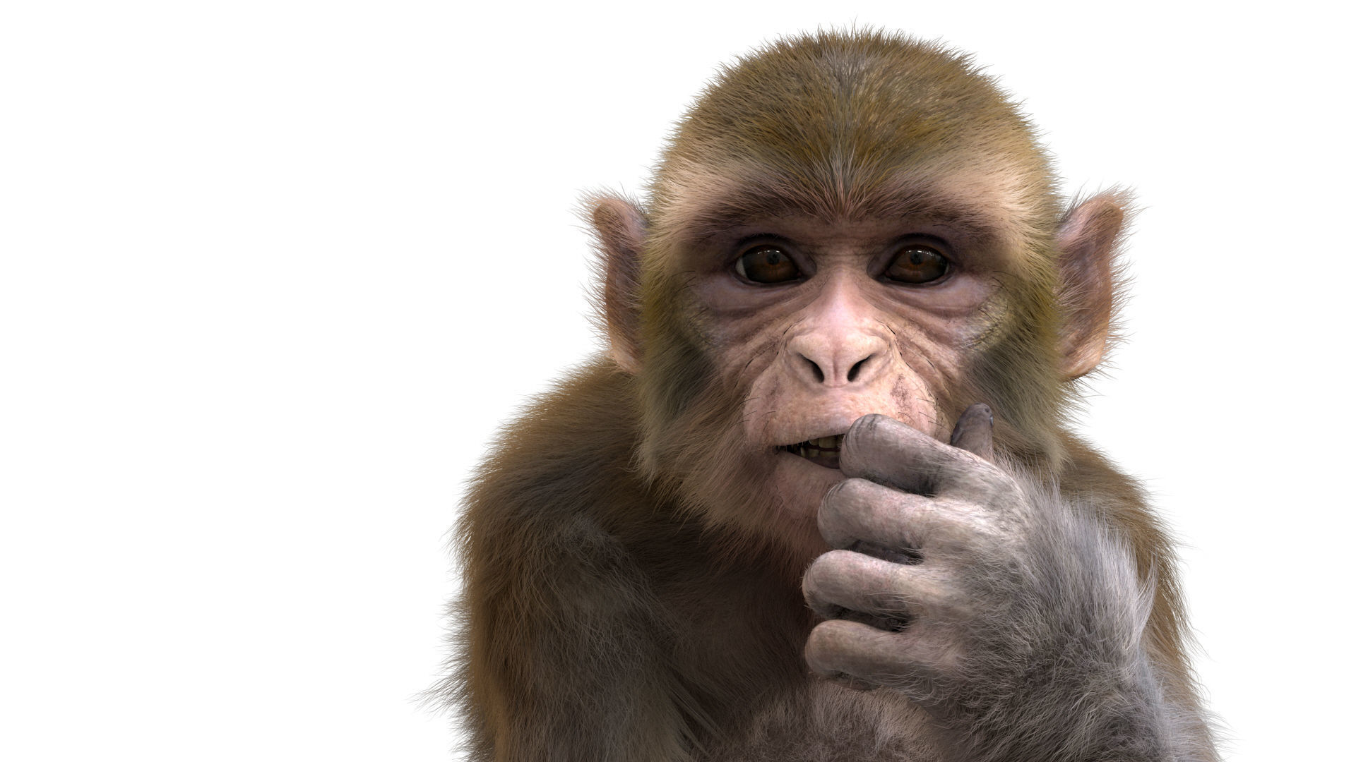 Realistic Monkey Fur Rigged 3D model_15