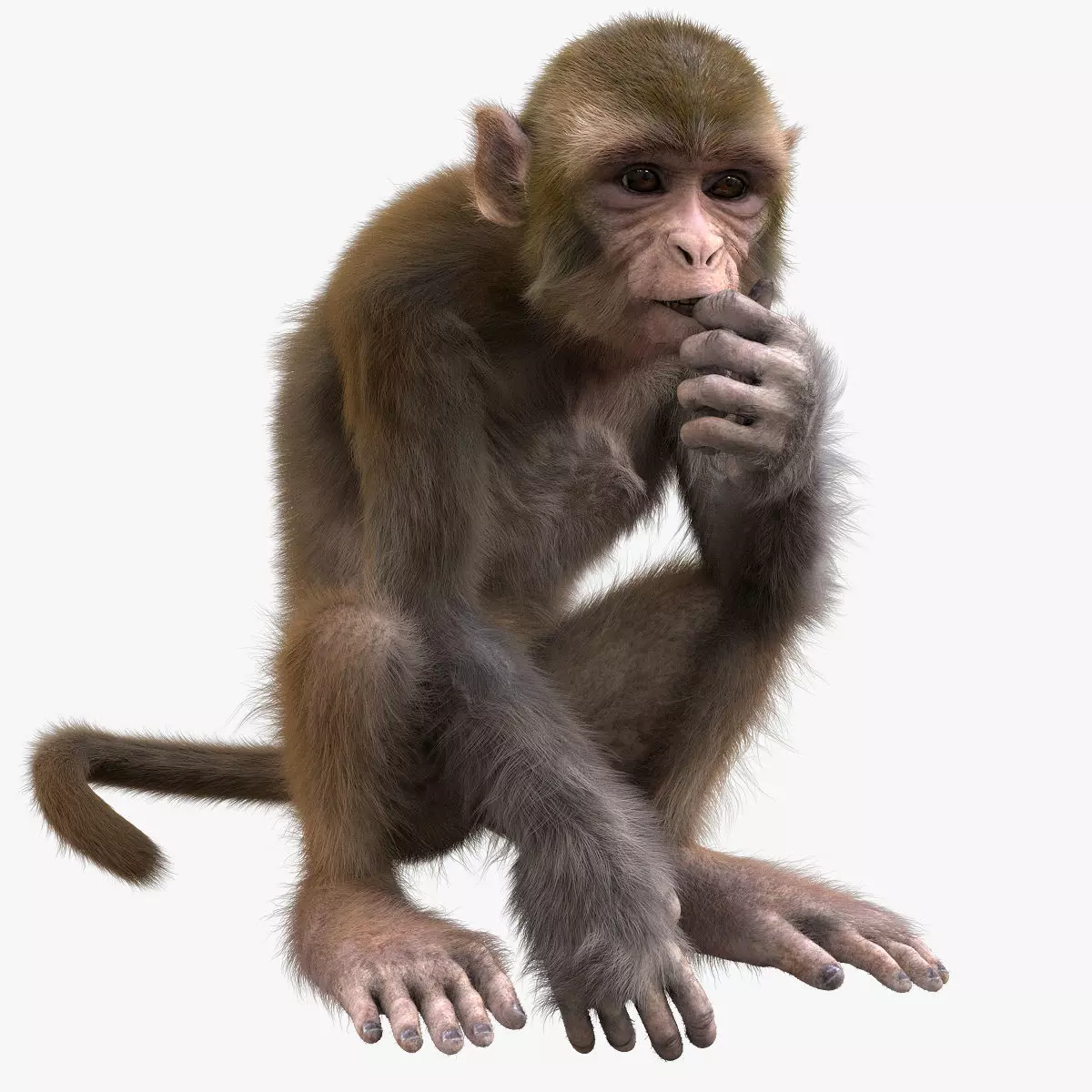 Realistic Monkey Fur Rigged 3D model_0