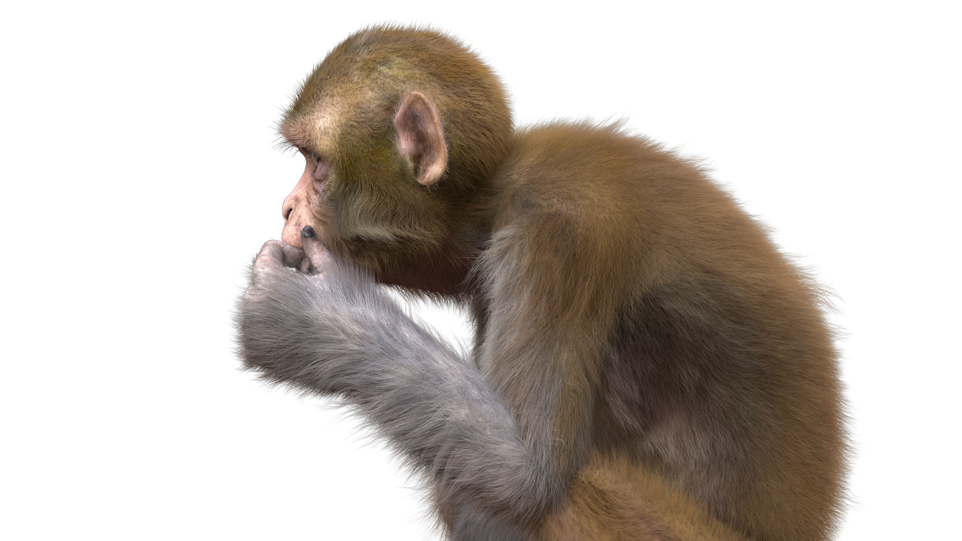 Realistic Monkey Fur Rigged 3D model_5