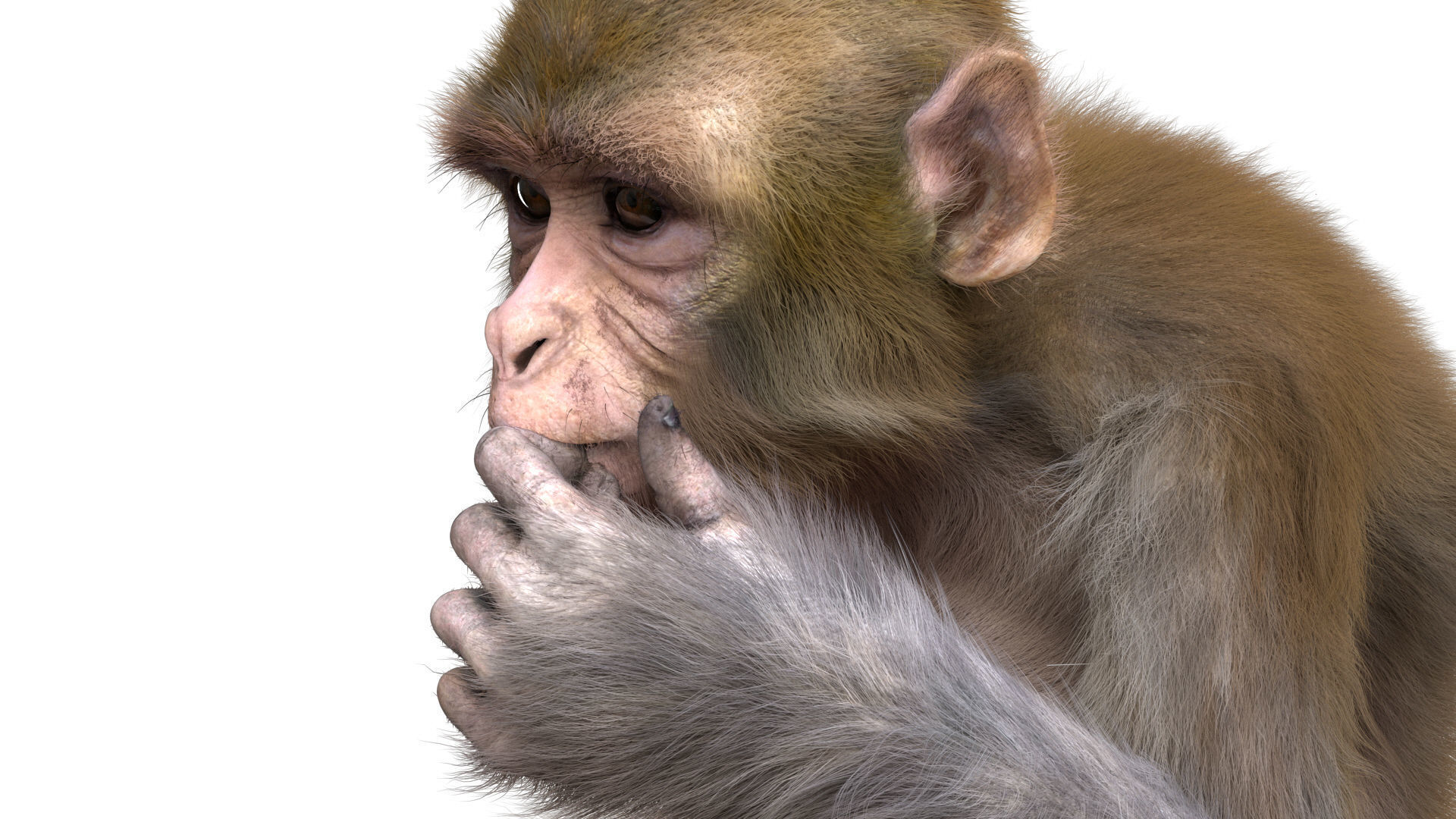 Realistic Monkey Fur Rigged 3D model_14