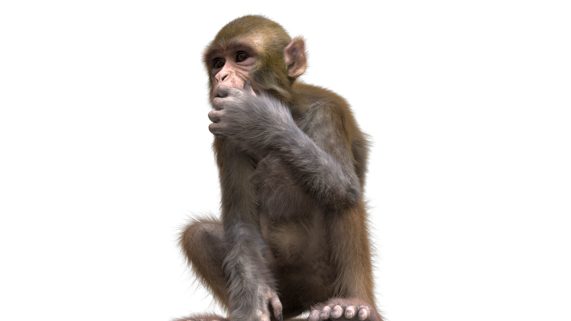 Realistic Monkey Fur Rigged 3D model_9