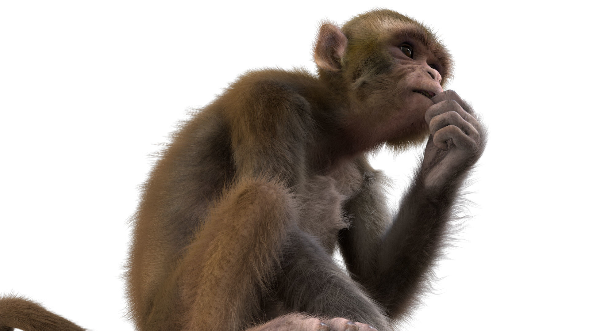 Realistic Monkey Fur Rigged 3D model_16