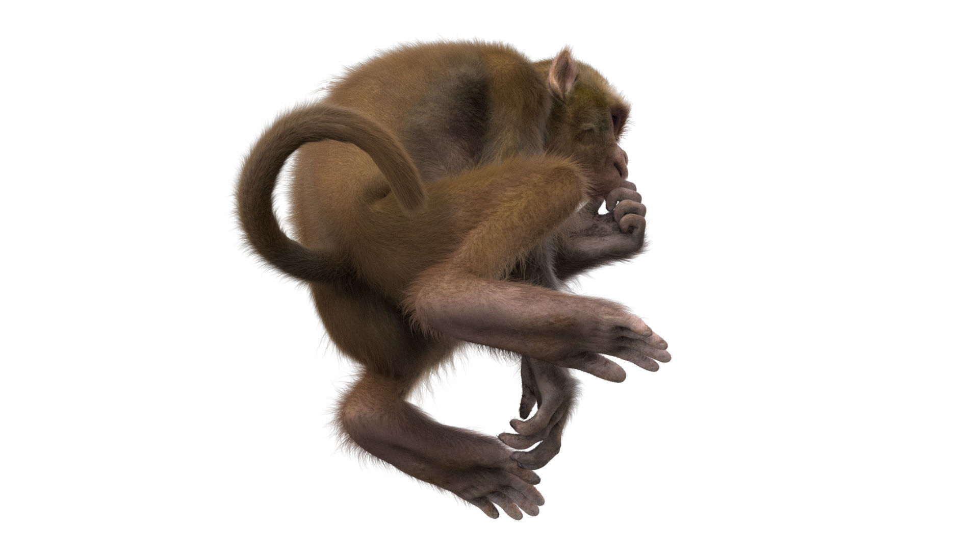 Realistic Monkey Fur Rigged 3D model_20