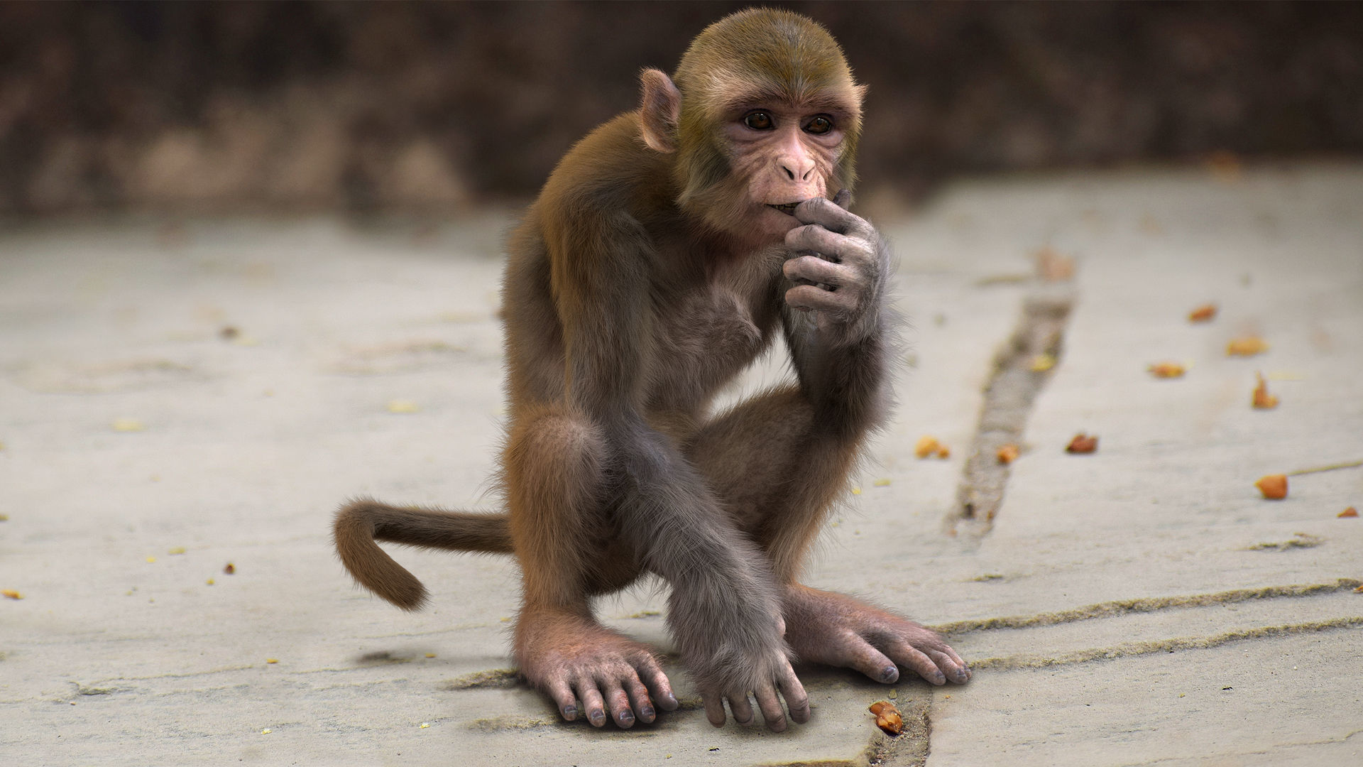 Realistic Monkey Fur Rigged 3D model_1