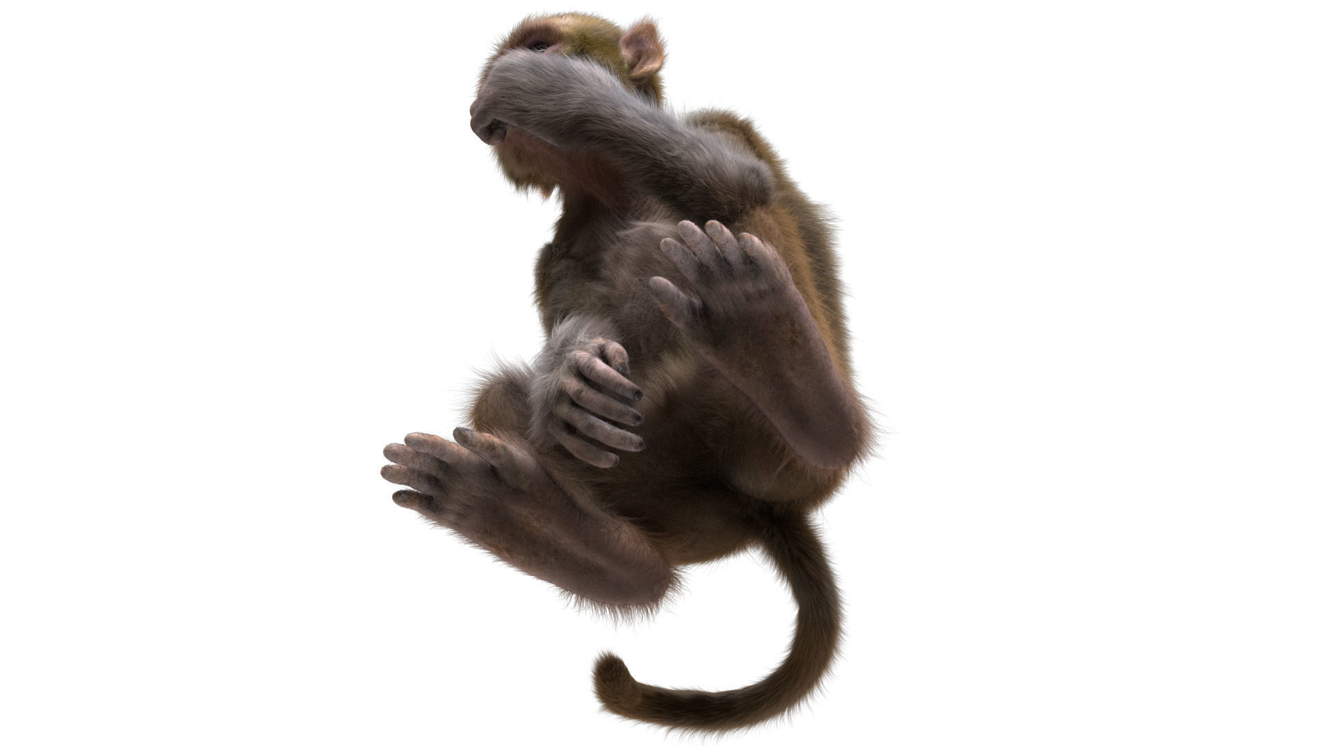 Realistic Monkey Fur Rigged 3D model_19