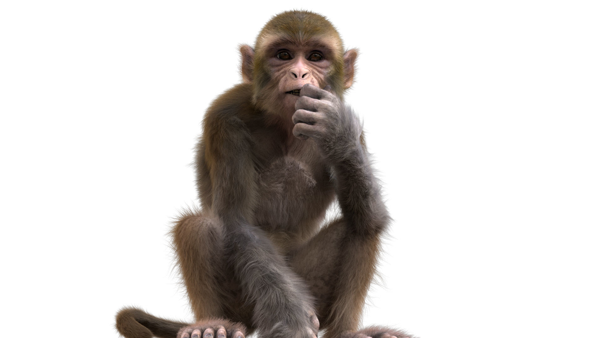 Realistic Monkey Fur Rigged 3D model_8