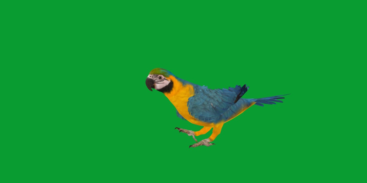 Macaw Parrot Bird Low-poly 3D model_25