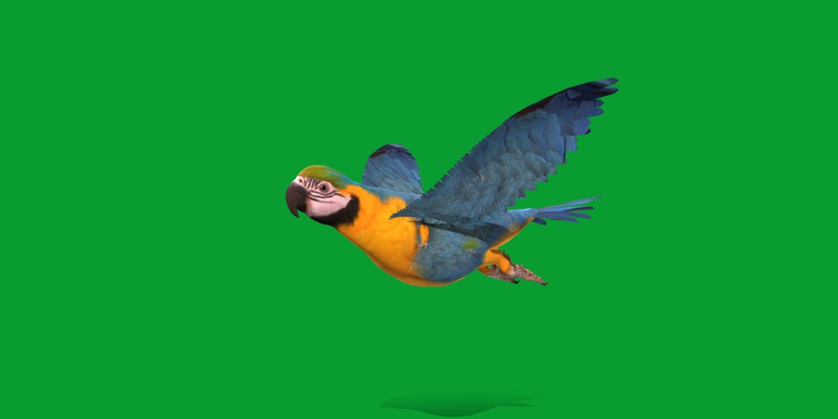 Macaw Parrot Bird Low-poly 3D model_21