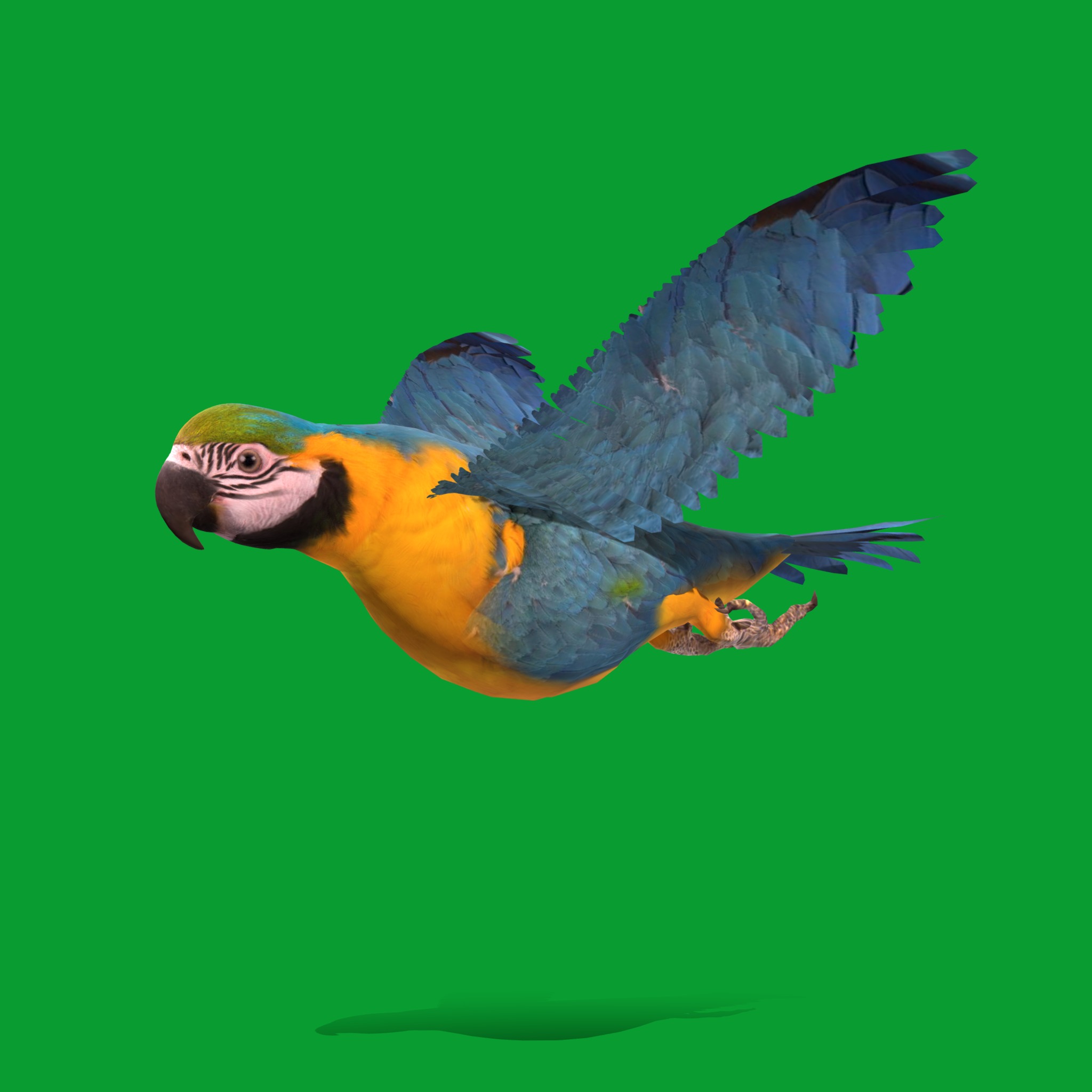 Macaw Parrot Bird Low-poly 3D model_19