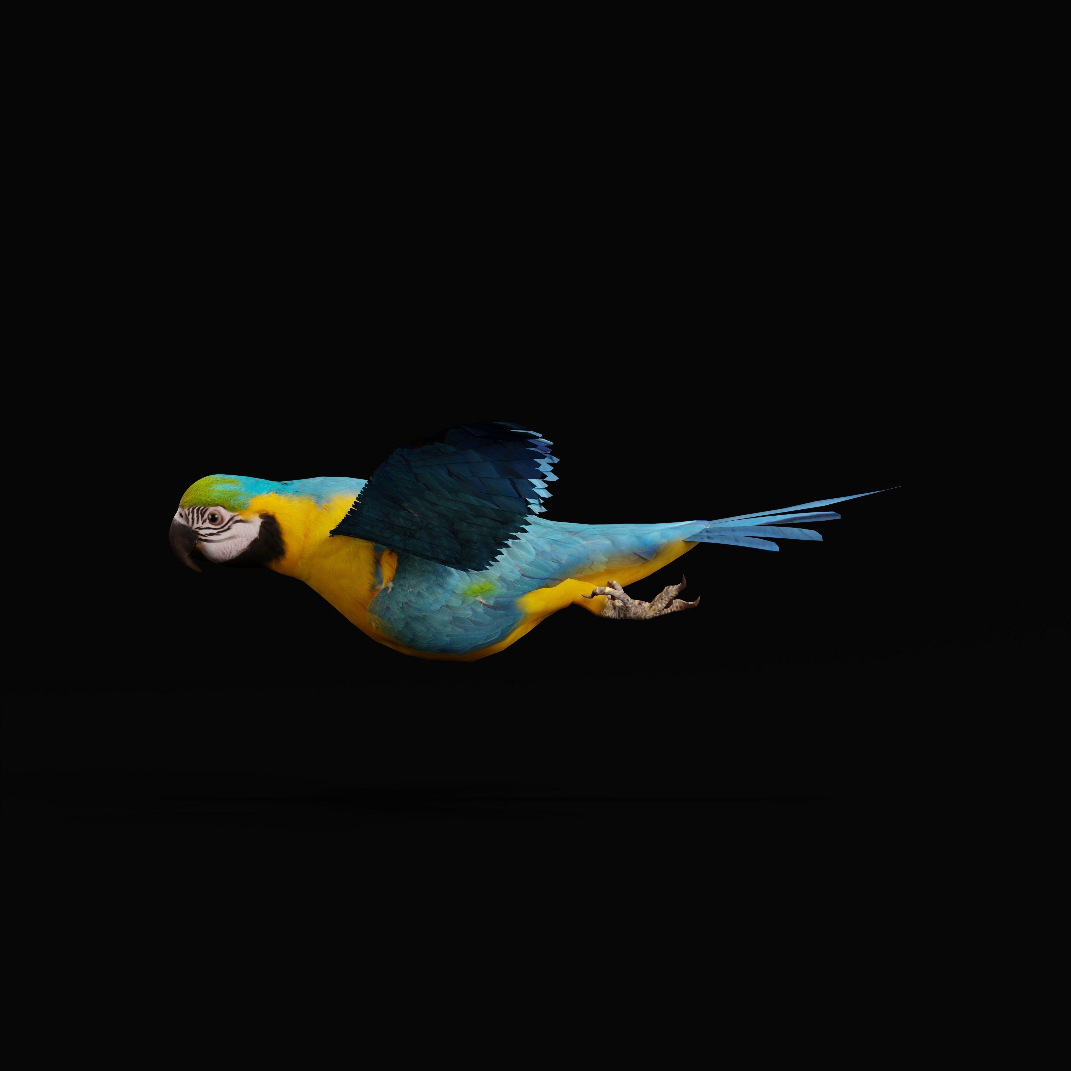 Macaw Parrot Bird Low-poly 3D model_35