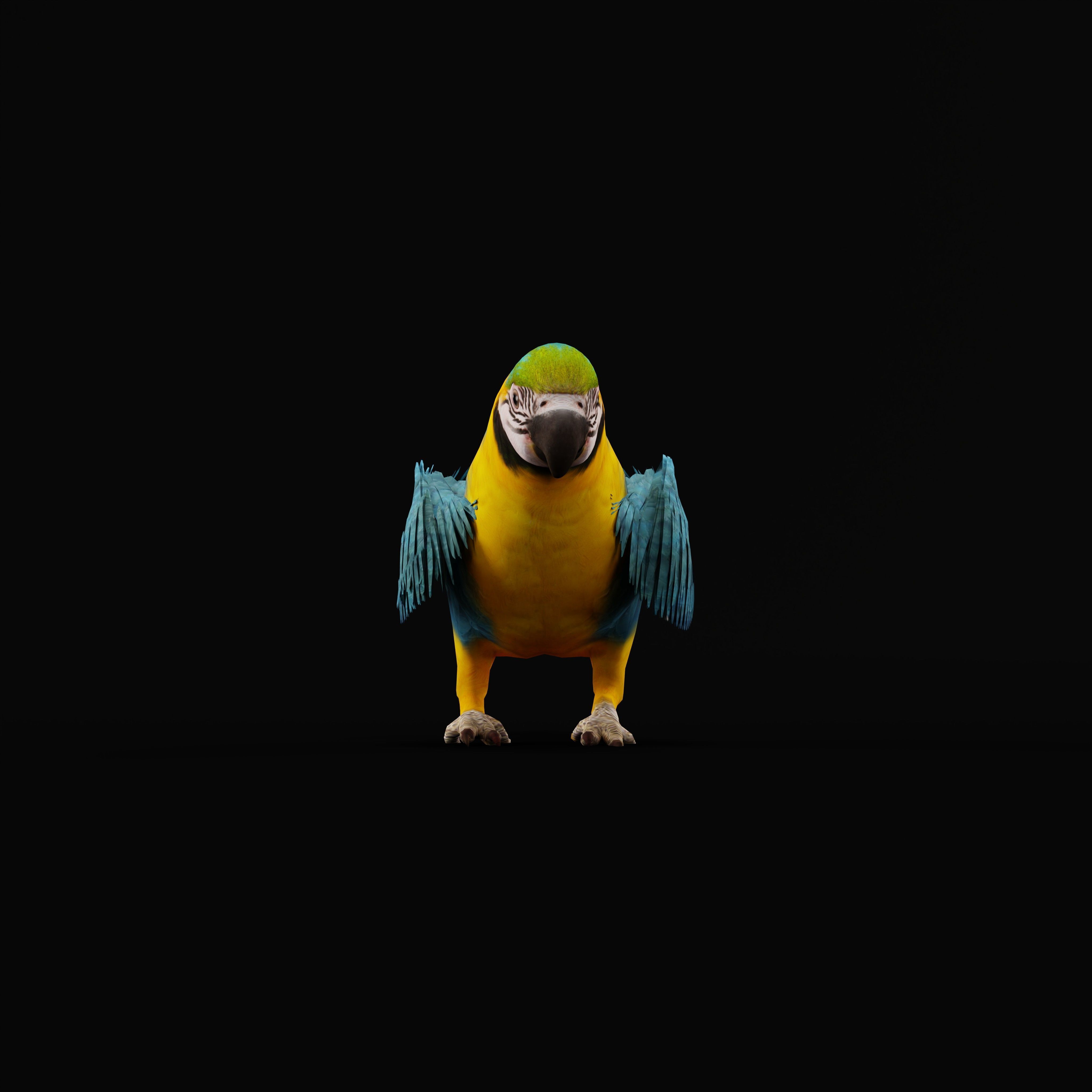 Macaw Parrot Bird Low-poly 3D model_32