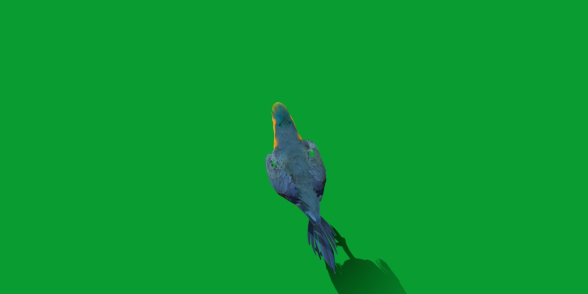 Macaw Parrot Bird Low-poly 3D model_20
