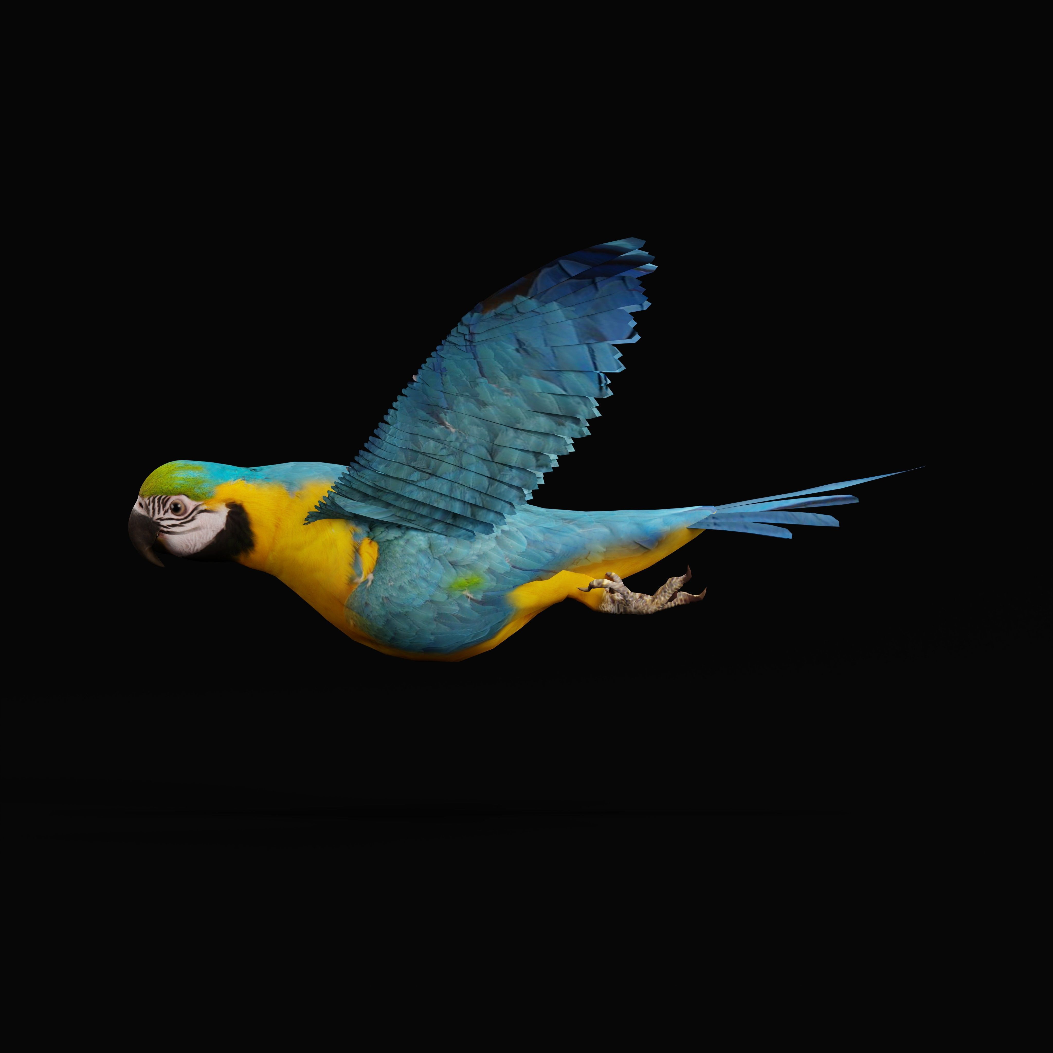 Macaw Parrot Bird Low-poly 3D model_36