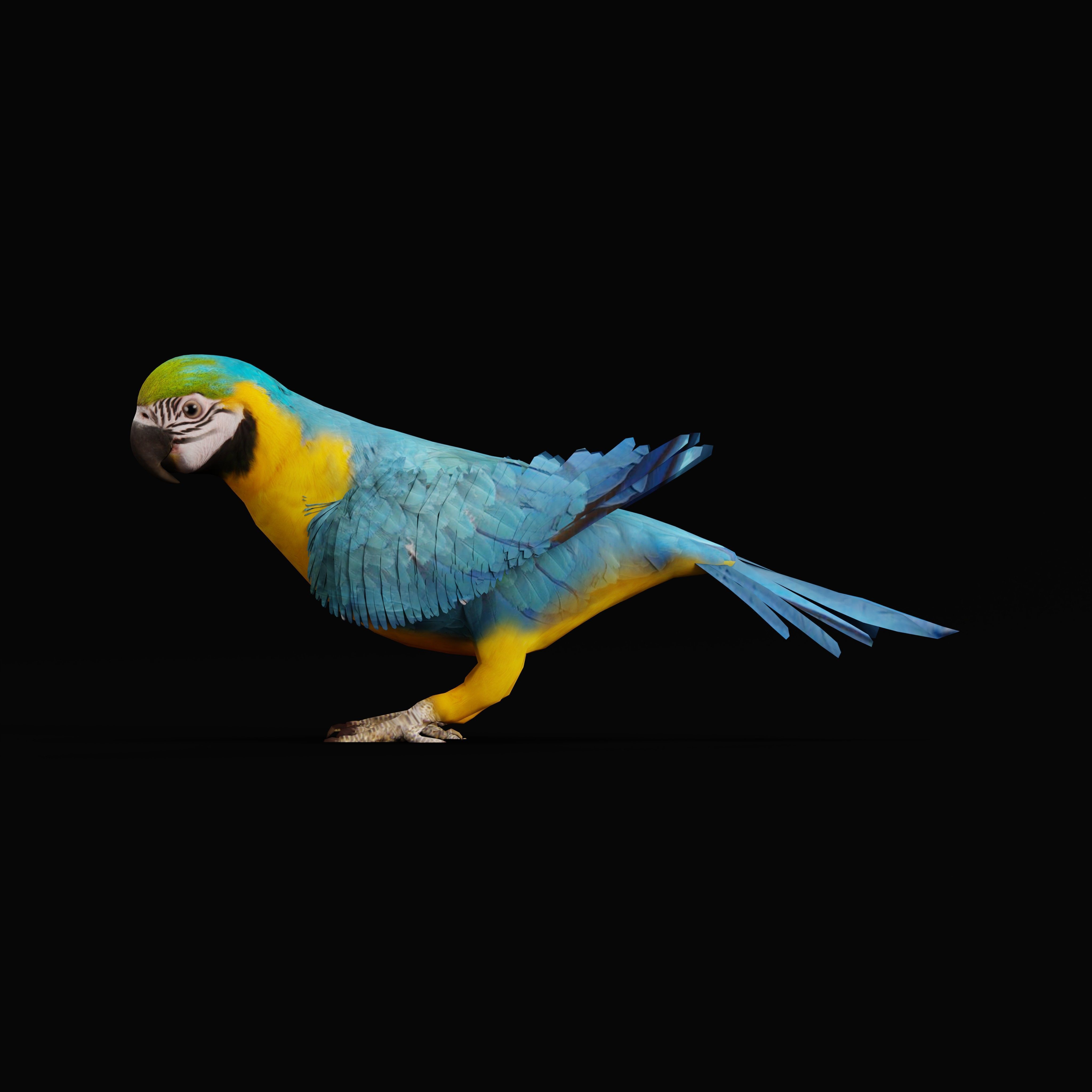 Macaw Parrot Bird Low-poly 3D model_30