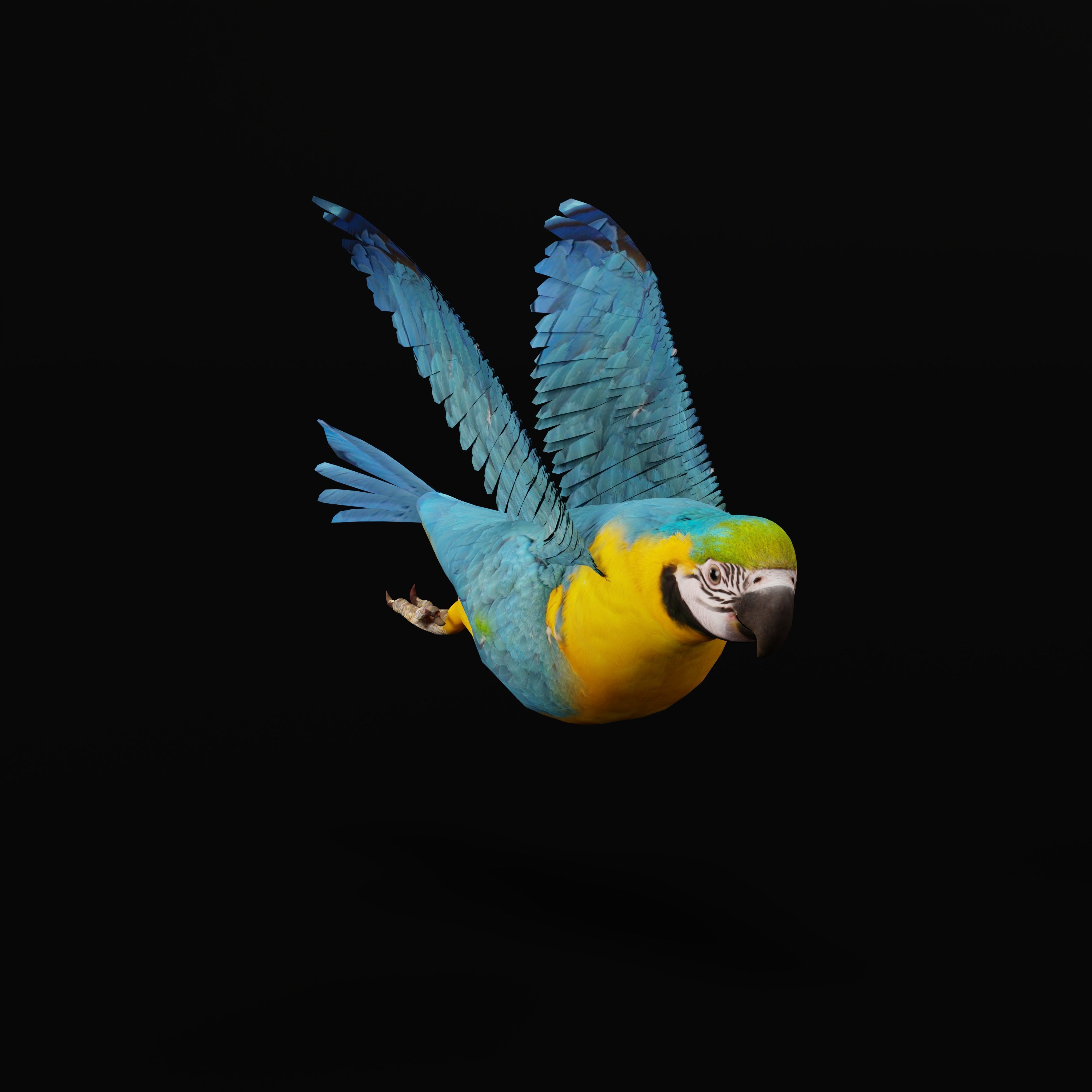 Macaw Parrot Bird Low-poly 3D model_37