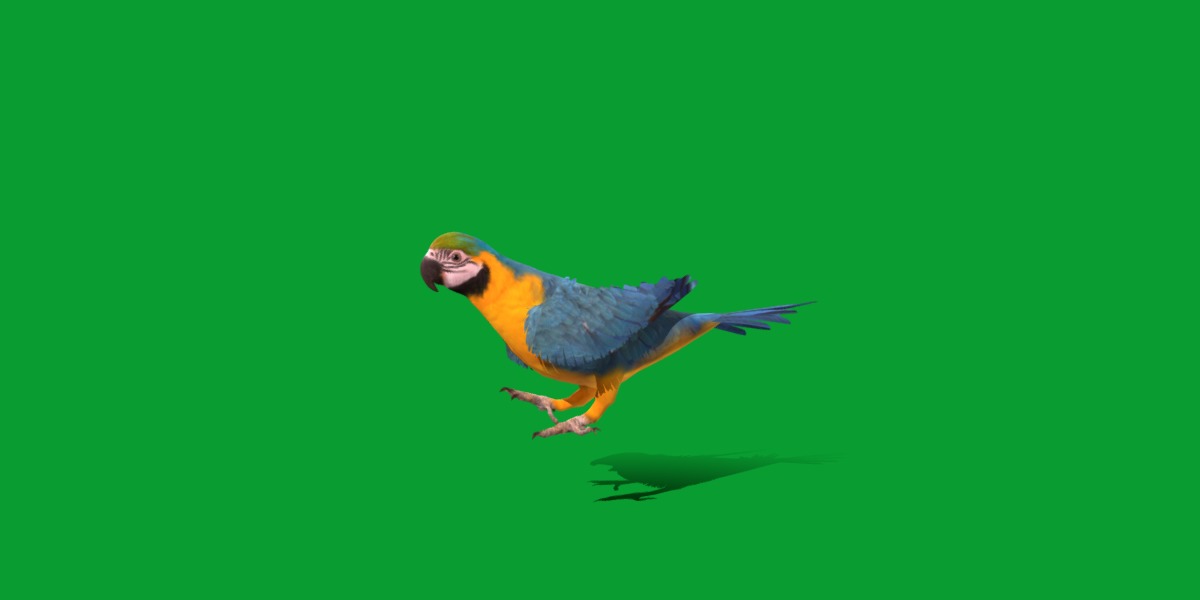 Macaw Parrot Bird Low-poly 3D model_17