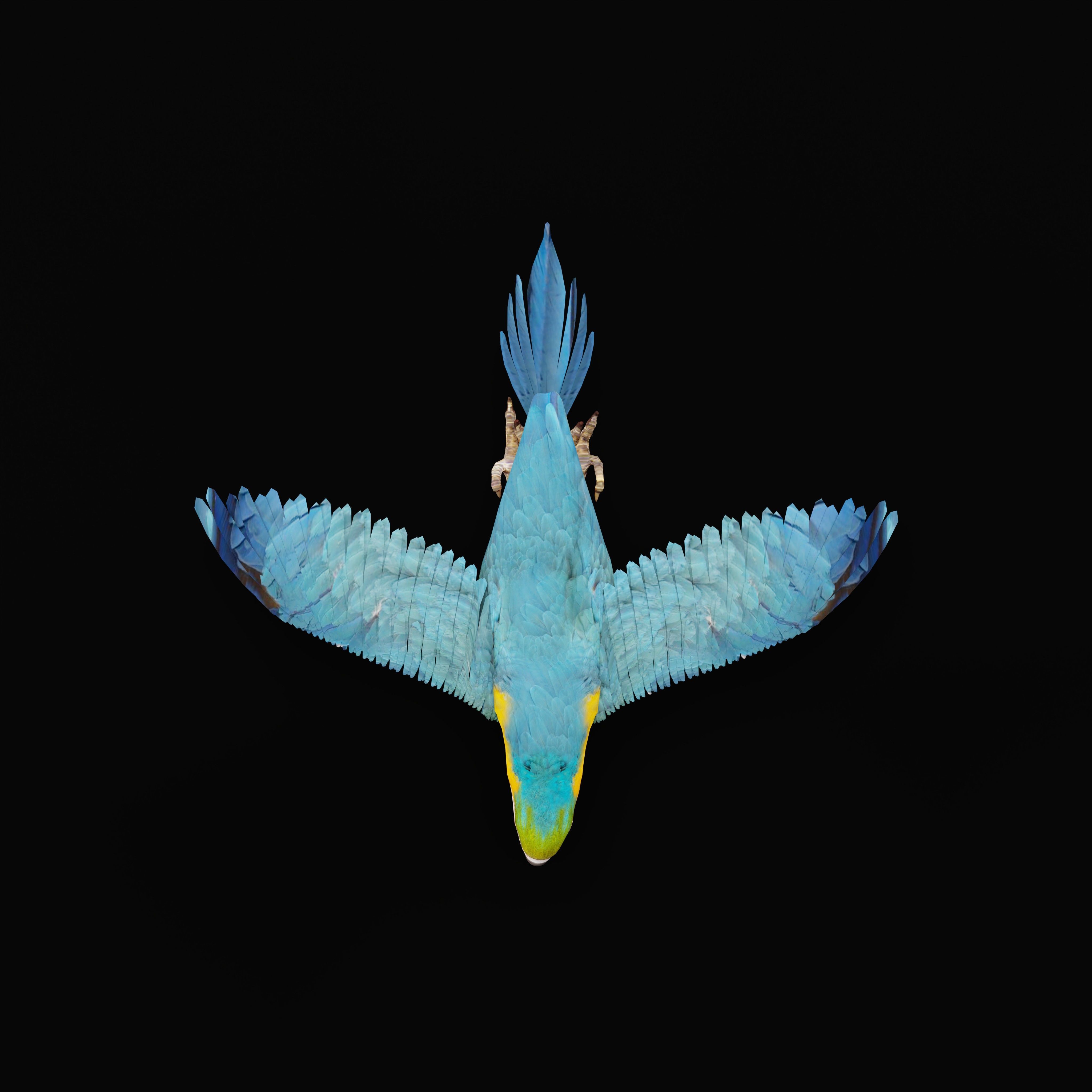 Macaw Parrot Bird Low-poly 3D model_38