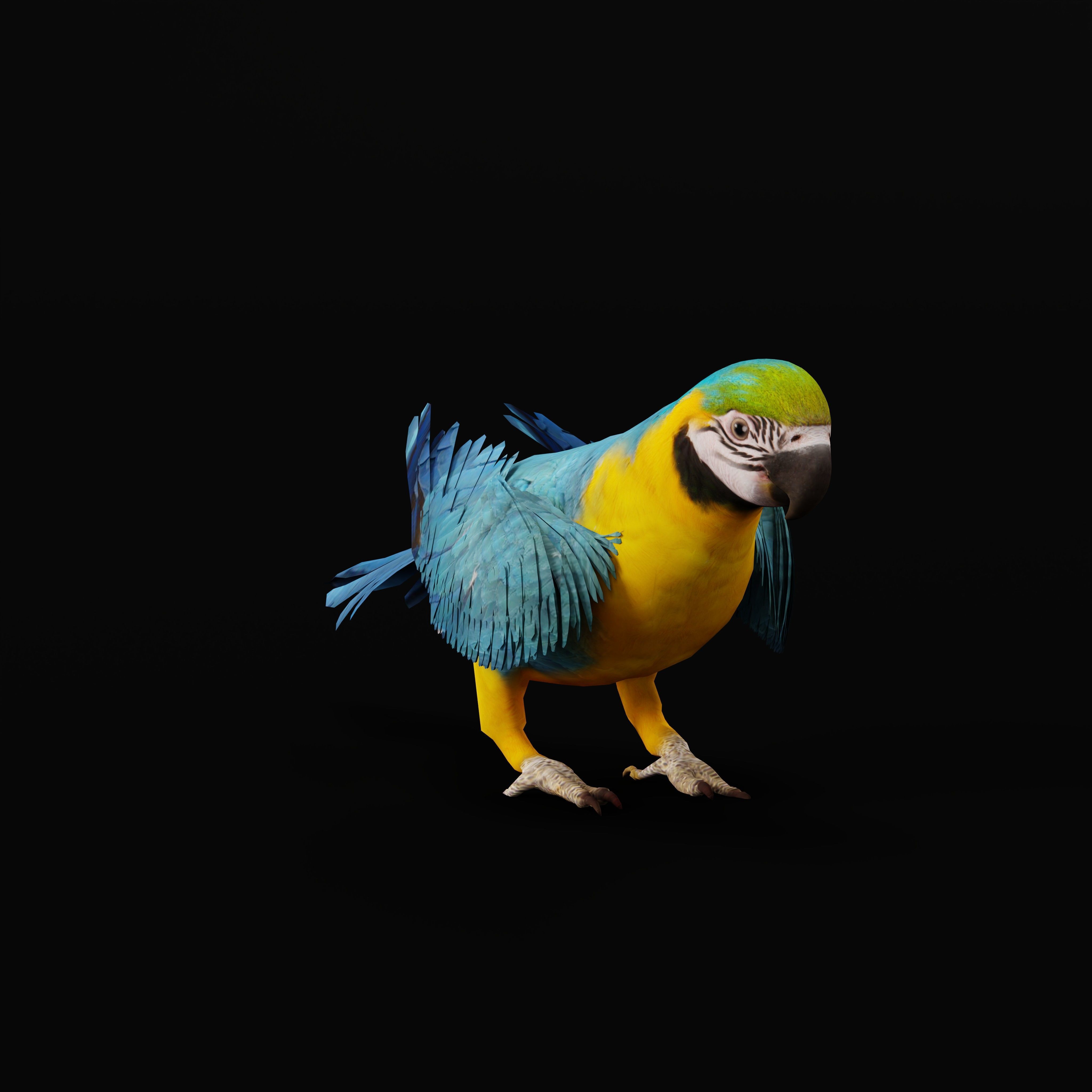 Macaw Parrot Bird Low-poly 3D model_29
