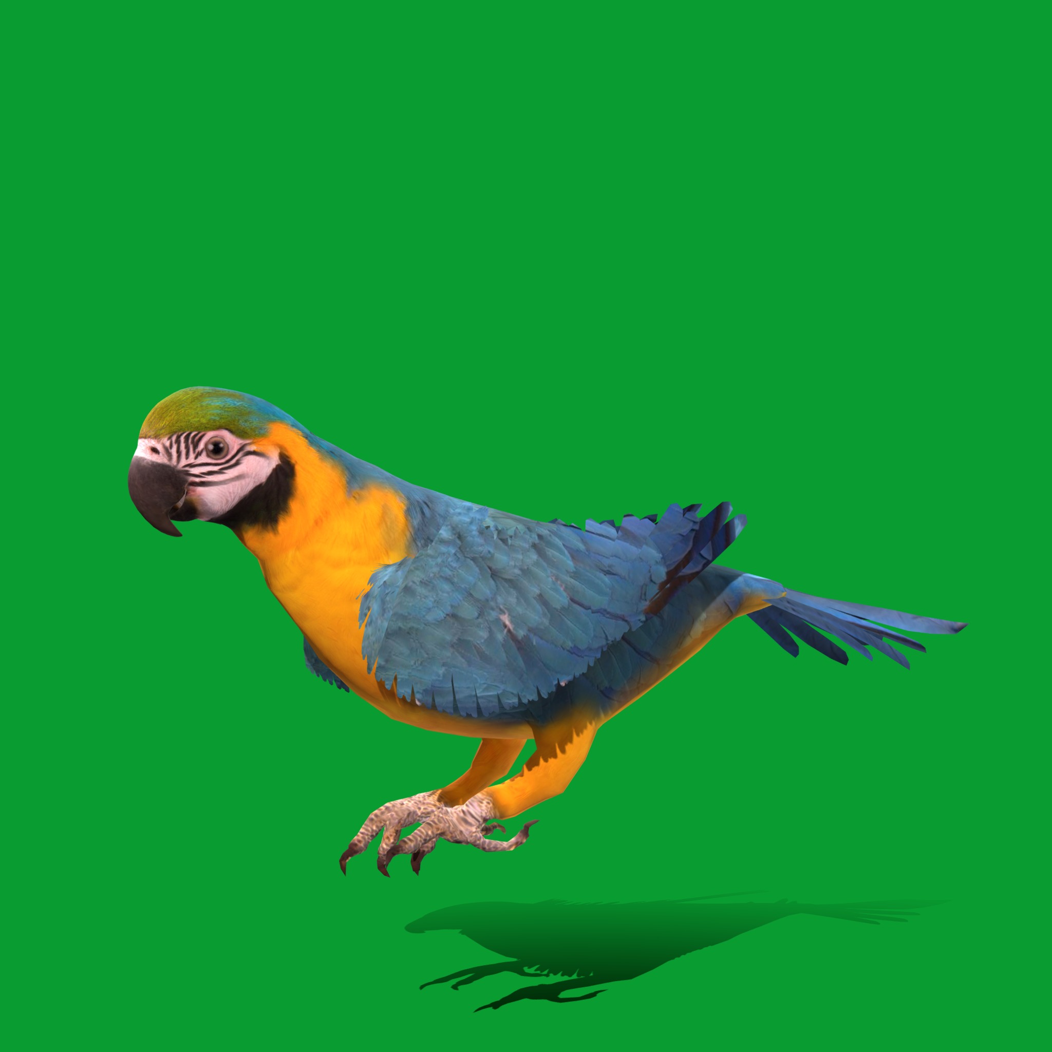 Macaw Parrot Bird Low-poly 3D model_18