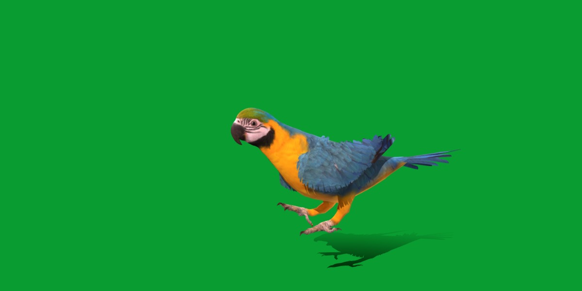 Macaw Parrot Bird Low-poly 3D model_26