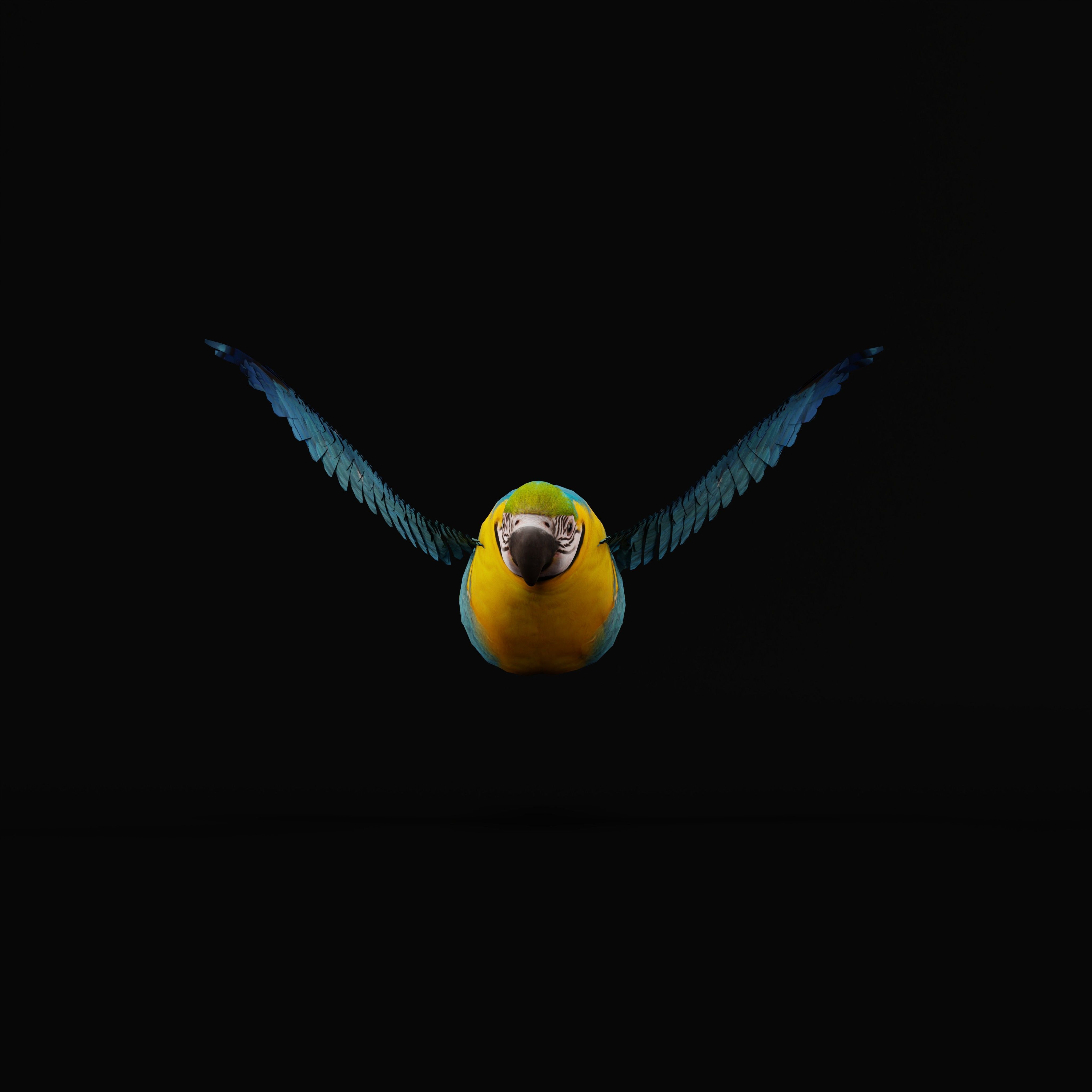 Macaw Parrot Bird Low-poly 3D model_33