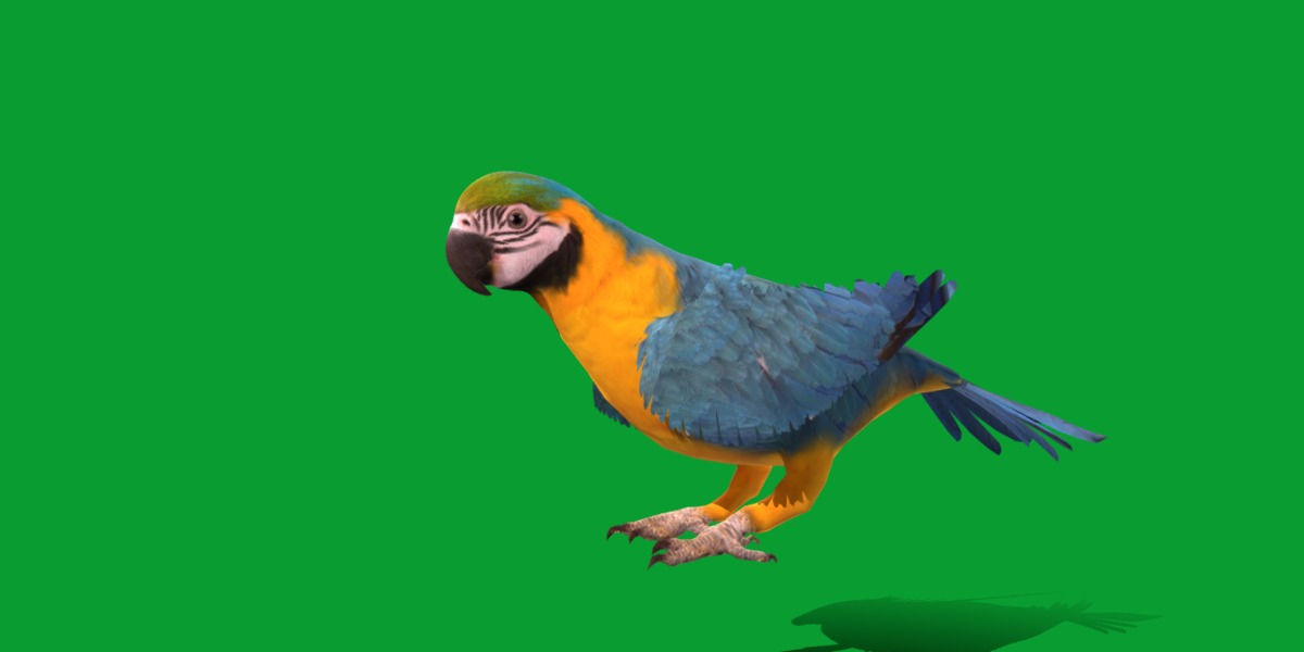 Macaw Parrot Bird Low-poly 3D model_27