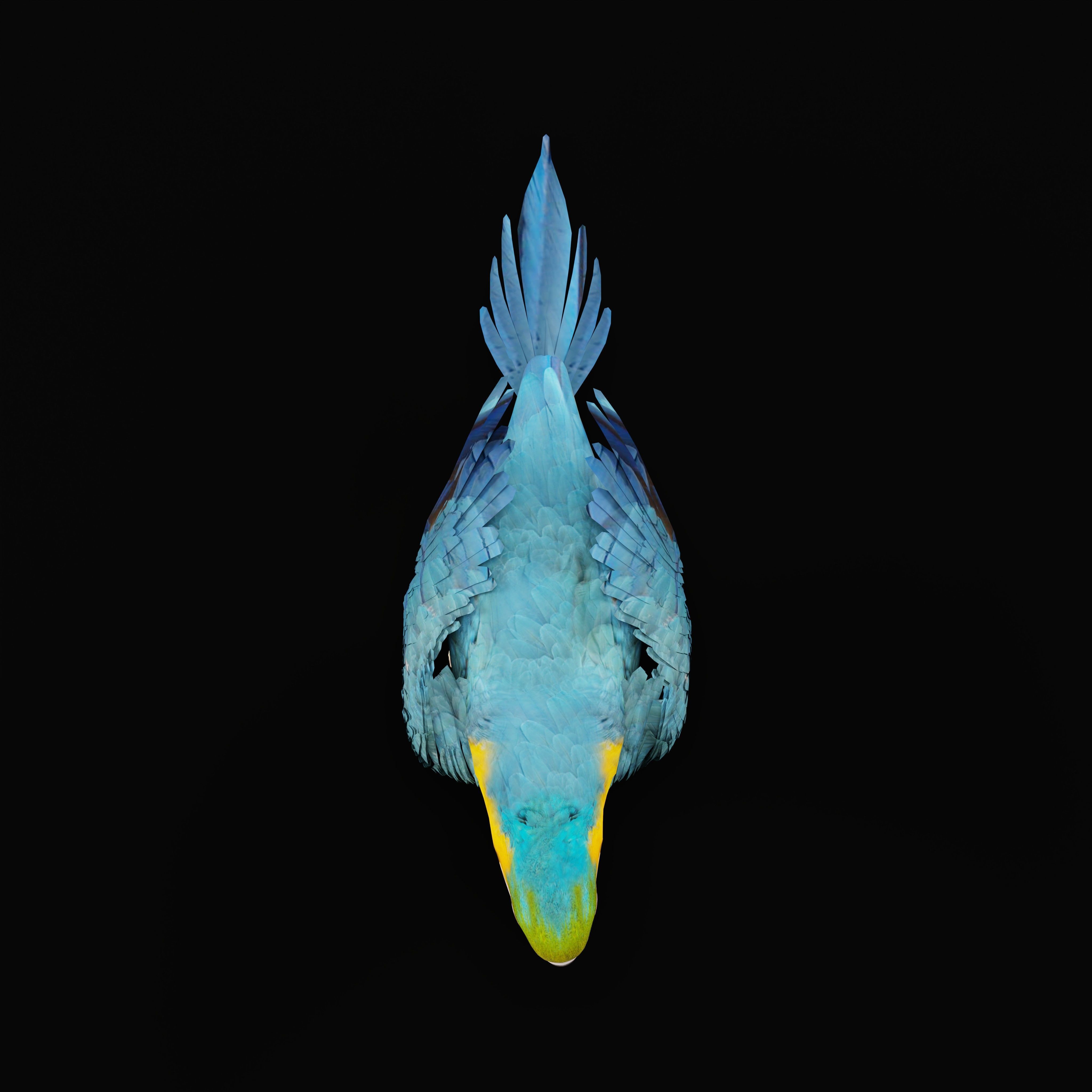 Macaw Parrot Bird Low-poly 3D model_31