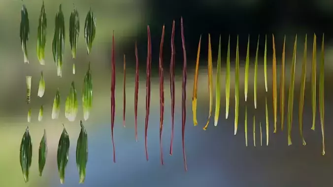 4K Dracaena Leaves Textures Pack