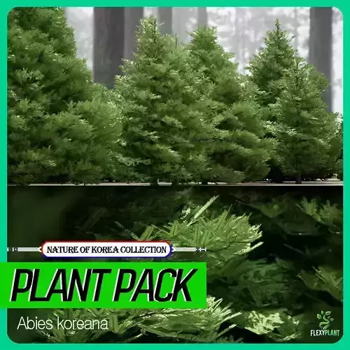 Korean Endemic Species Plant - 9 Abies koreana Christmas Tree