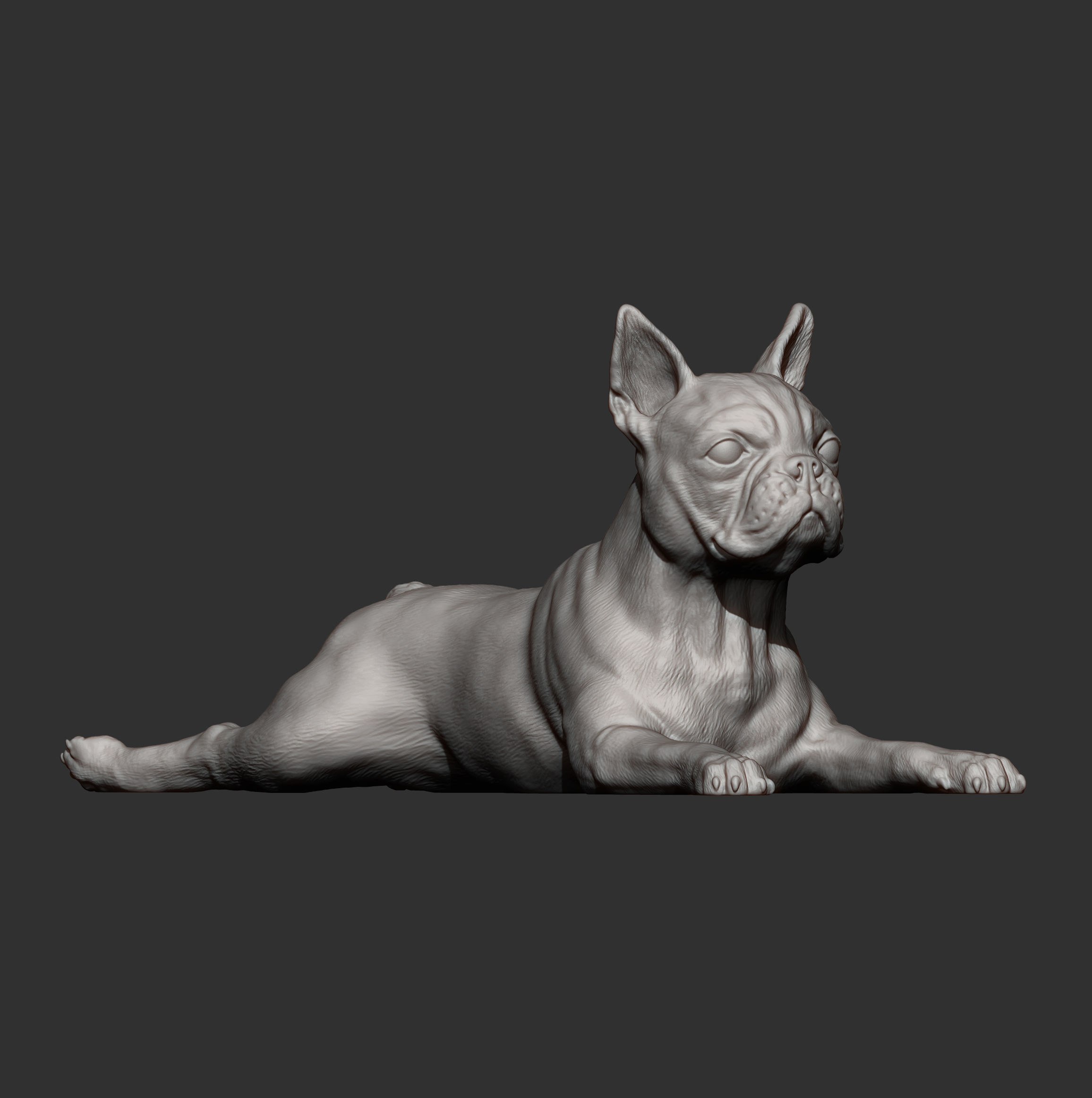 boston terrier lying down 3D print model_7