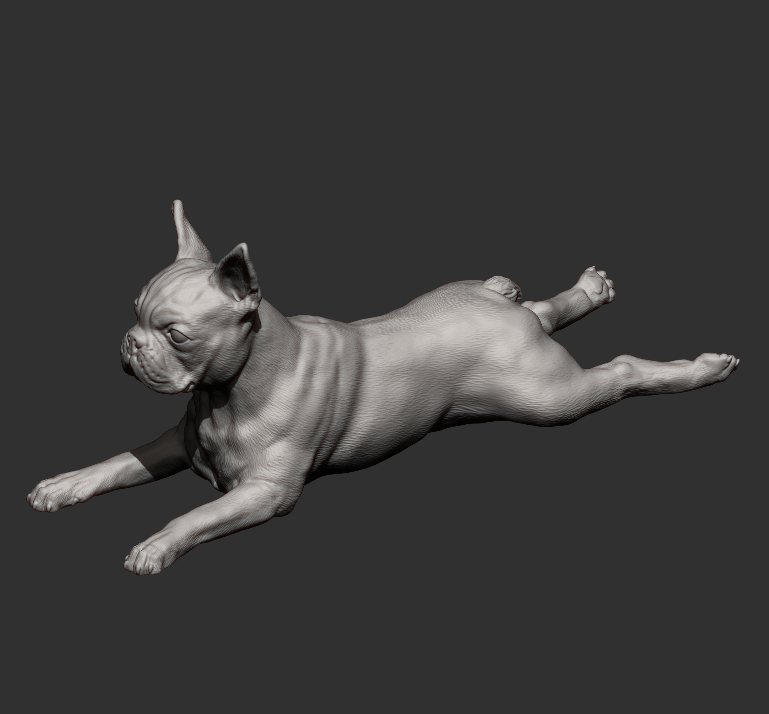 boston terrier lying down 3D print model_6